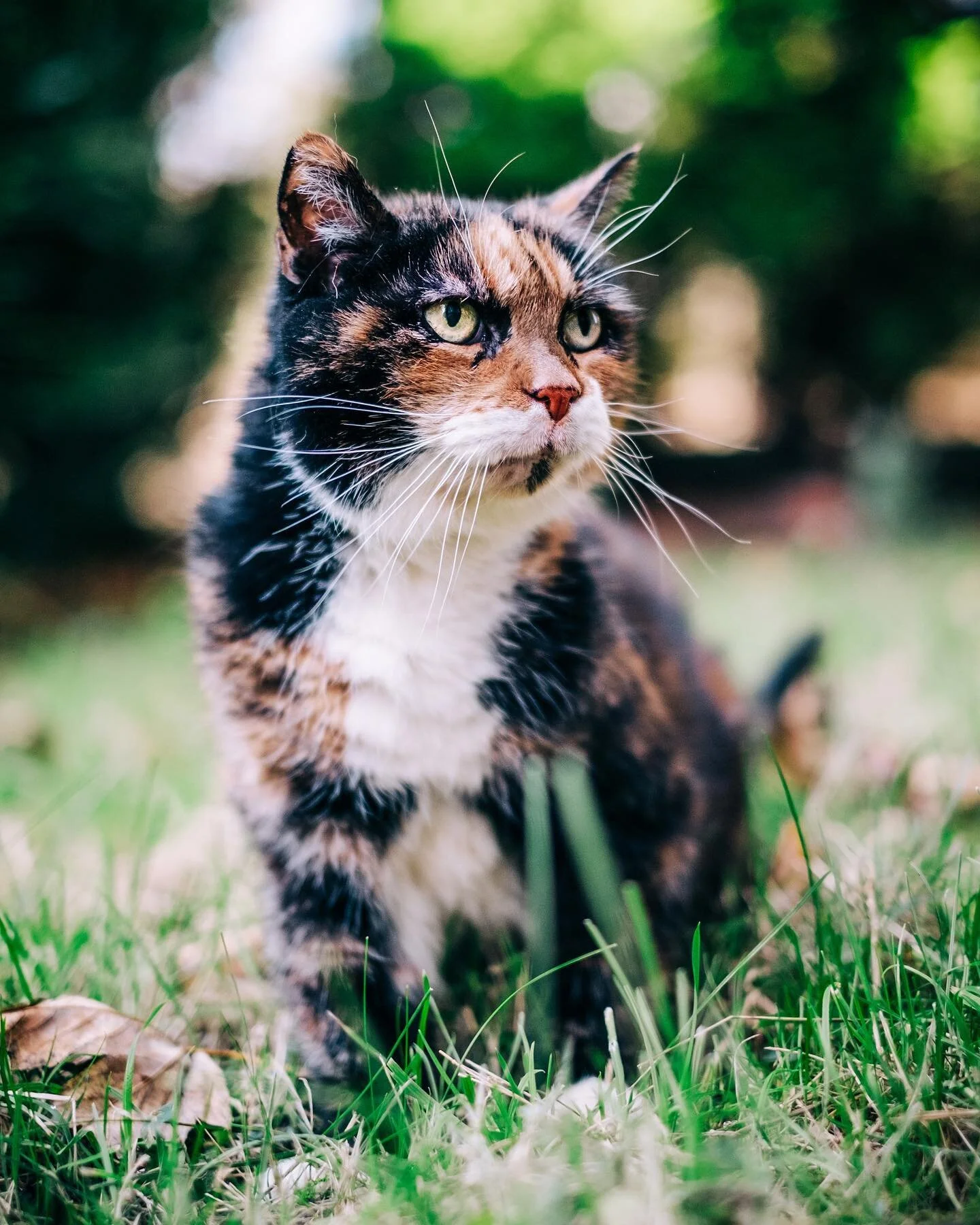 Something a bit different today🐾

I thought I&rsquo;d share a photo of the lovely Eshe, taken for the Feline and Wildlife Rescue&rsquo;s 2021 calendar. 

The Feline and Wildlife Rescue are a non-profit foster based organisation in Nottingham. I&rsqu