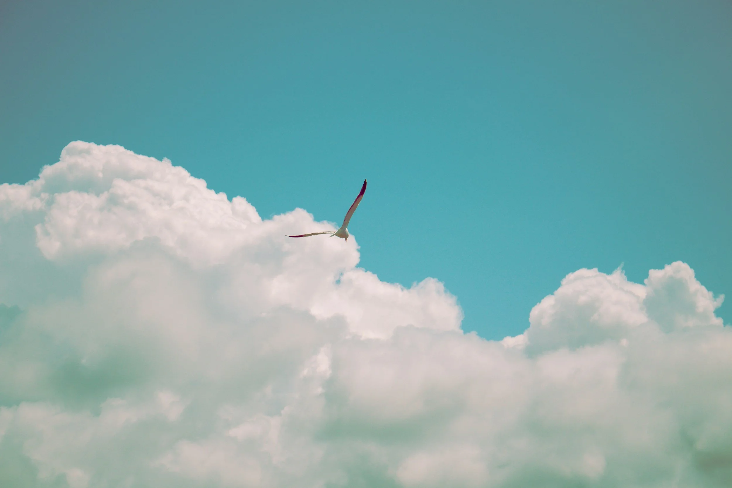 Bird flying in the sky in clouds