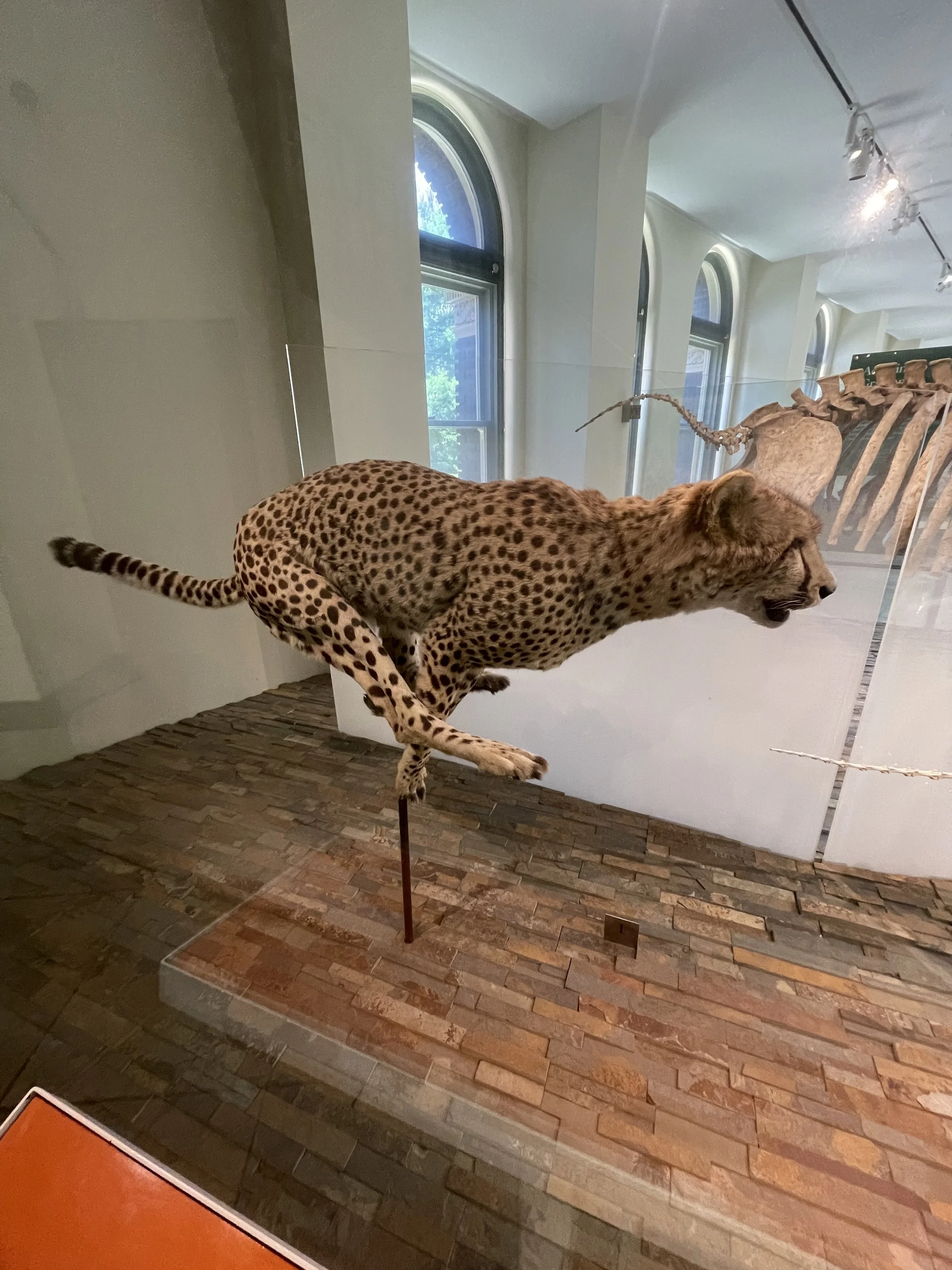Taxidermied cheetah in motion