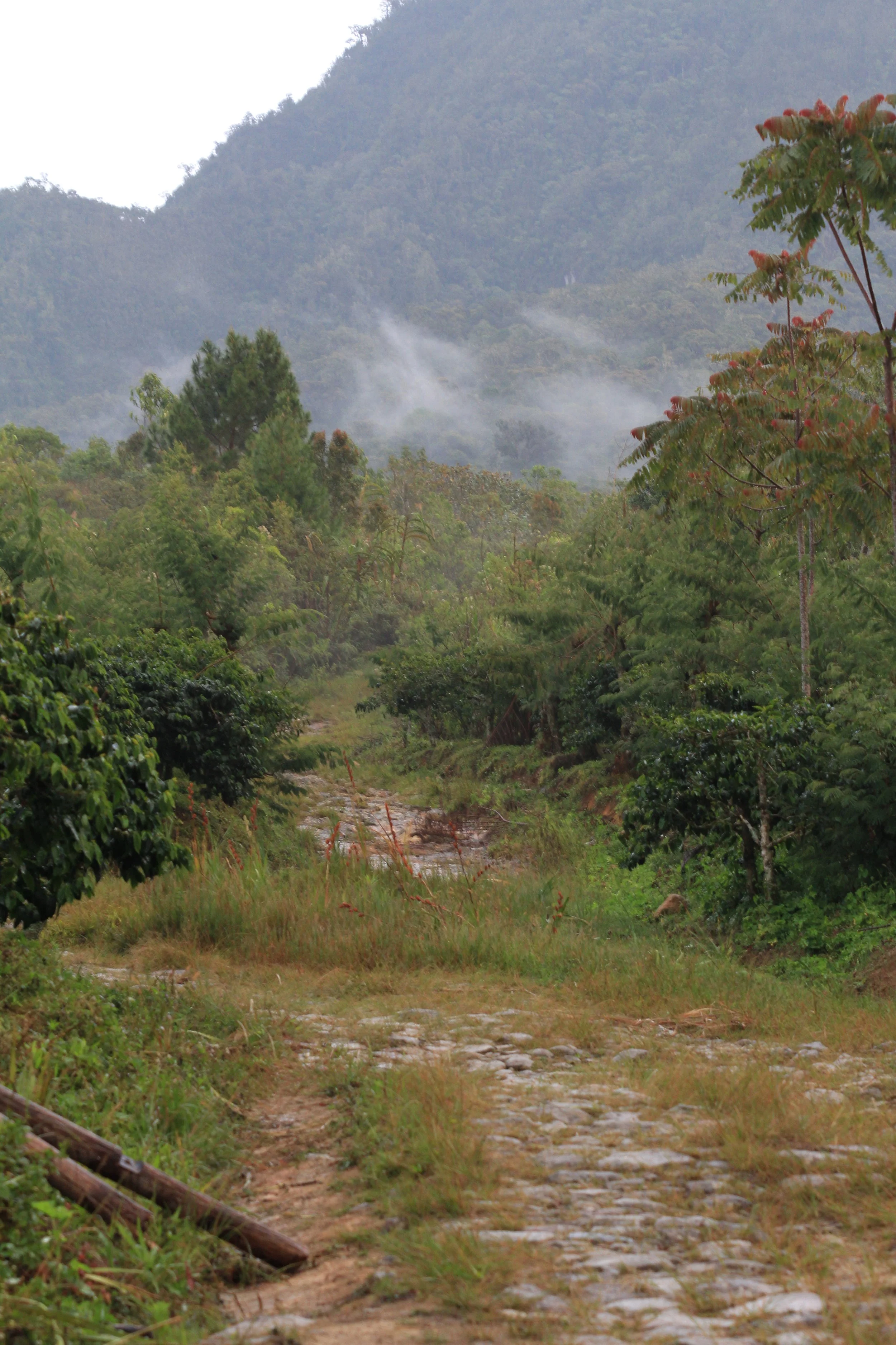 The Painted Cup Roastery
