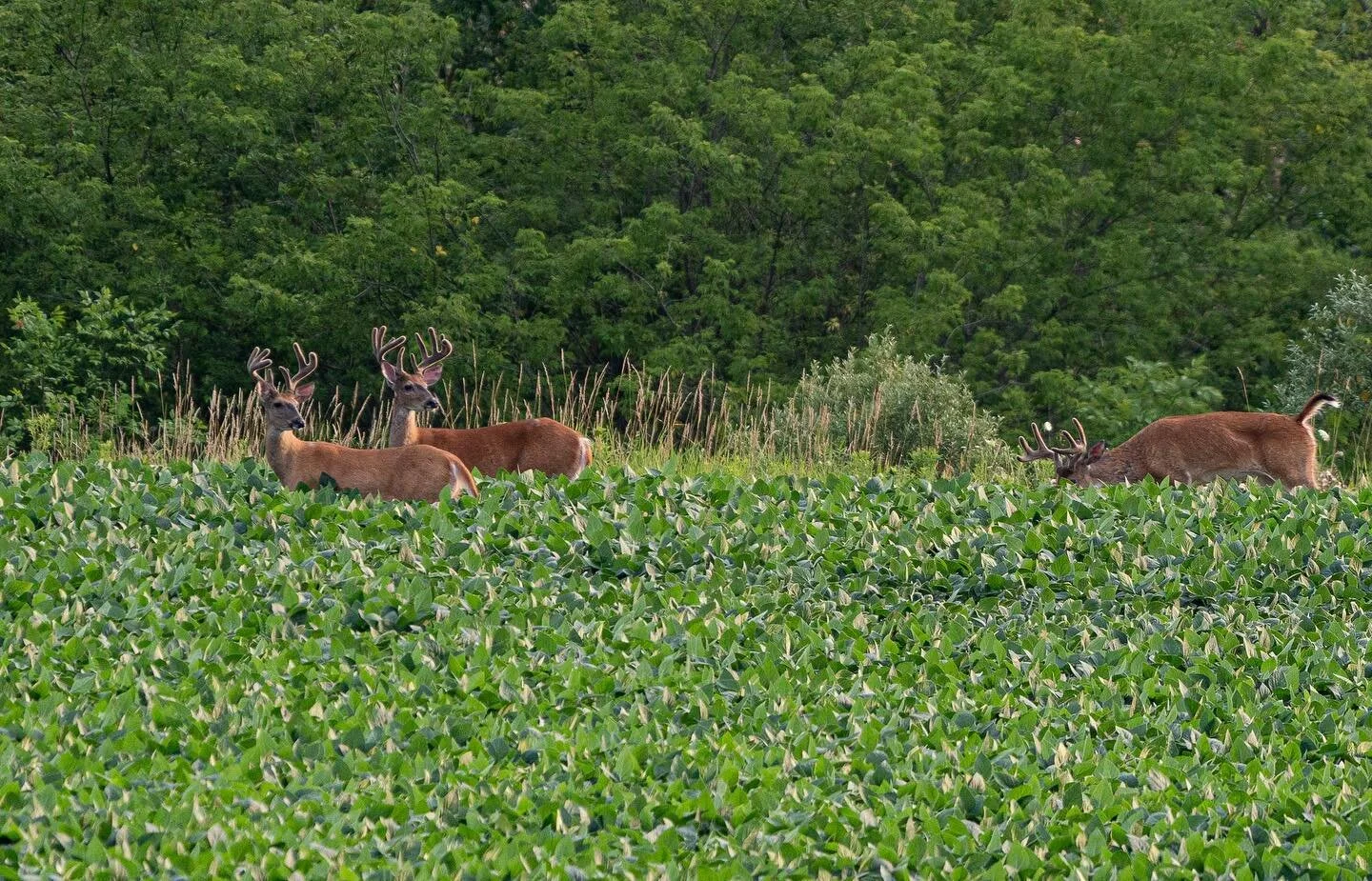 Lots of velvet hanging around!