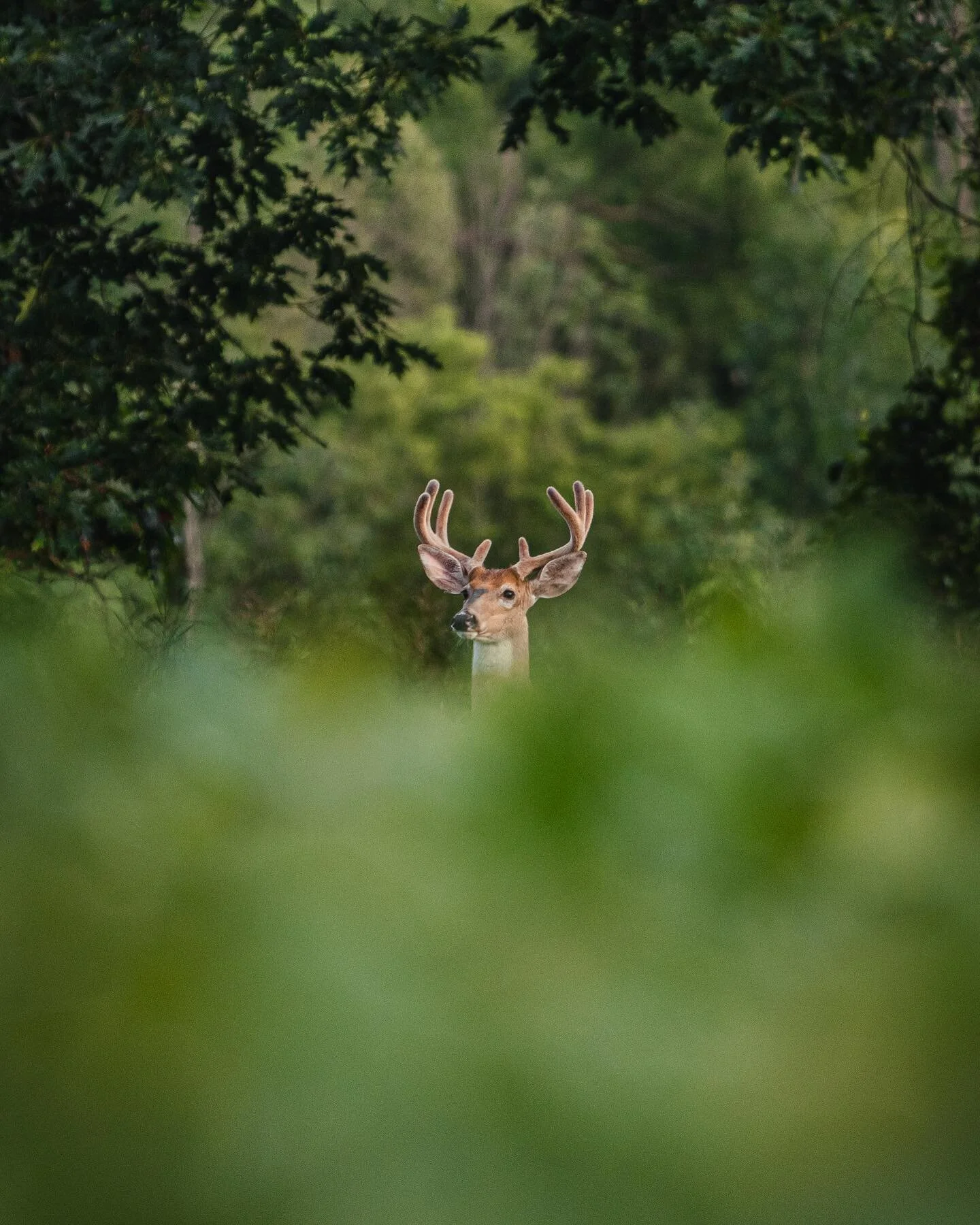 &ldquo;Peak a boo&rdquo;

Corn is much easier to sneak past but the beans allow me to see more. Do you prefer to hunt corn or beans? 

Shot on a Sony a7riii body
Sony 100-400 g master lens 

300iso 
1500 shutter speed
5.6 a

#photography #wildlife #w