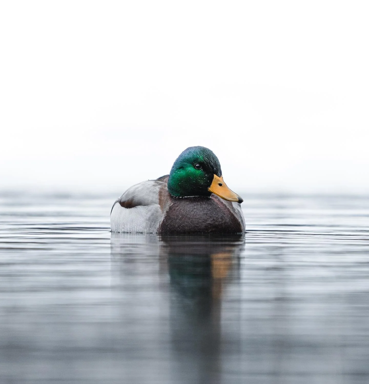 I might not be able to see green, but these birds are still so a amazing. 

#hunt #waterfowl #photography #wildlife #ducks #waterfowlphotography