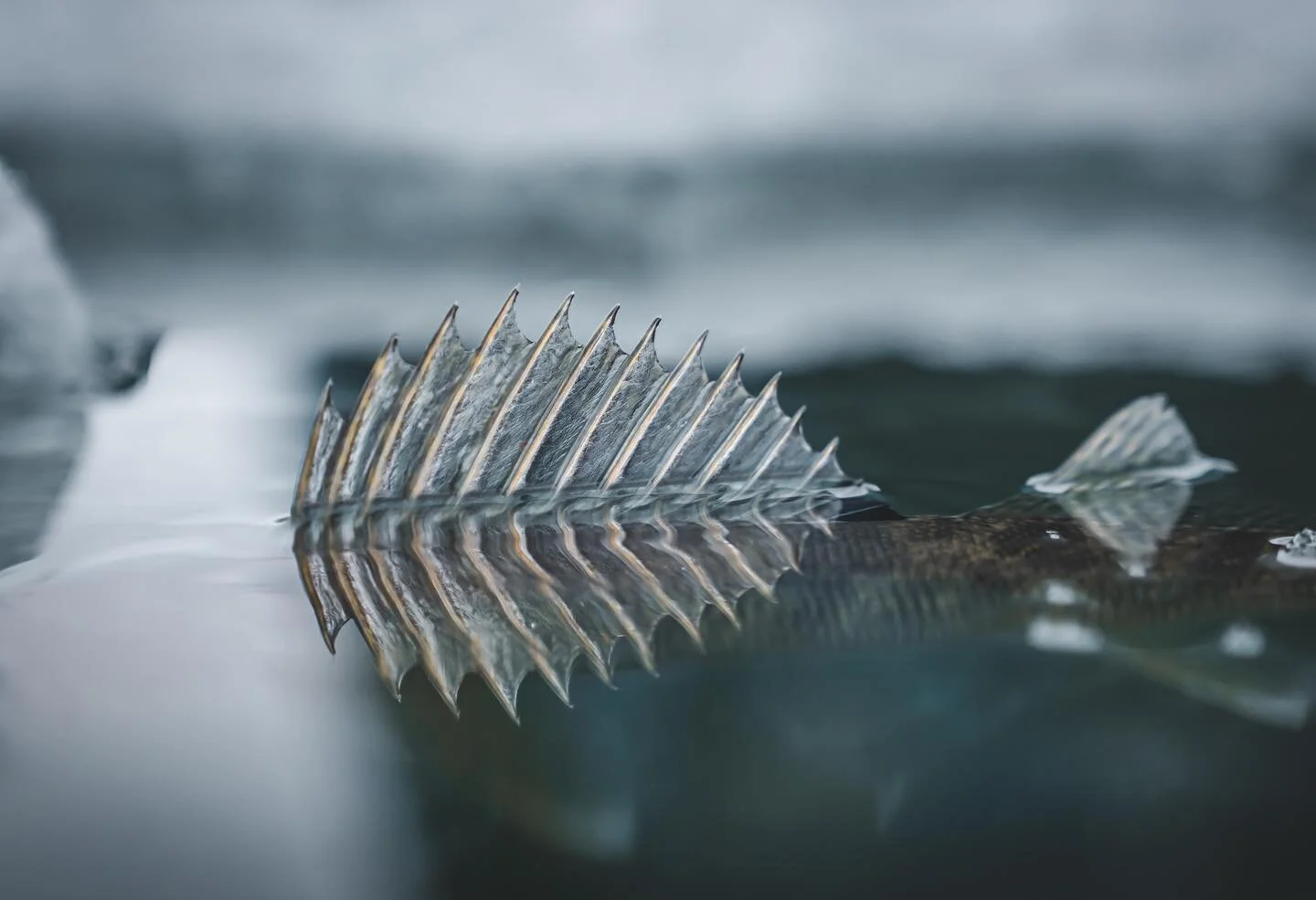 Walleye never seem to mind the cold temps.

#walleye #fishing #walleyefishing #fish #outdoors #ivefishing #michiganfishing #hunting #hunt #photography #media