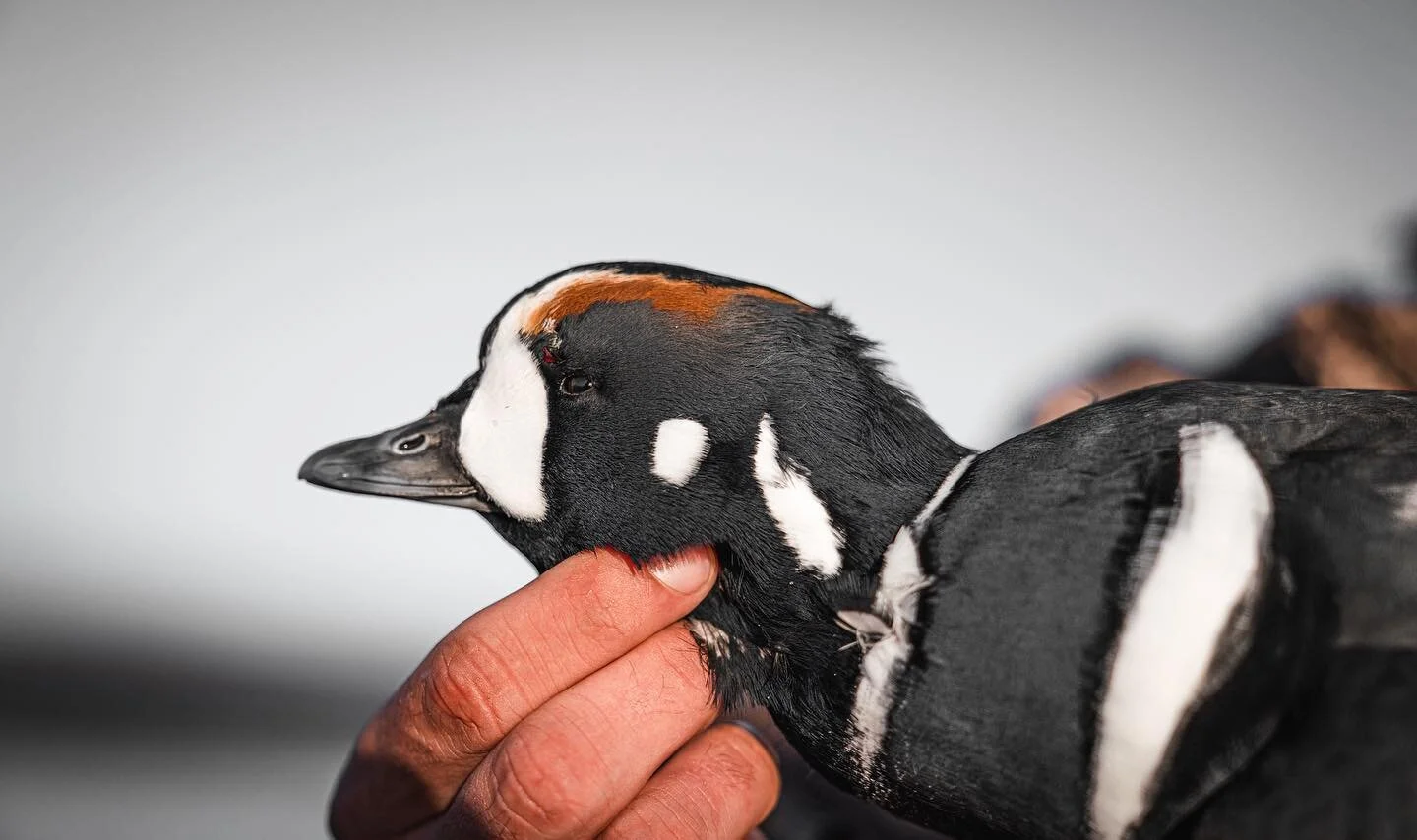 Name that bird. My top 3 favorite waterfowl species of all time. Right beside the mallard and long tailed duck. 

#waterfowl #ducks #duckhunting #media #hunting #hunt #waterfowlhunting #photography #alaska #ocean #ocean #divingducks