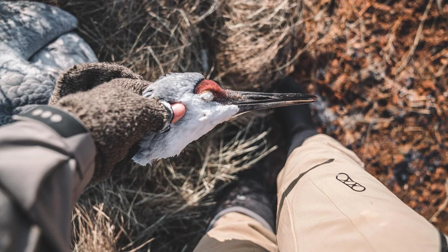 Modern day pterodactyl, that also taste amazing. 

#waterfowl #birdhunting #photography #media #outdoors #hunting #hunt #waterfowlhunting