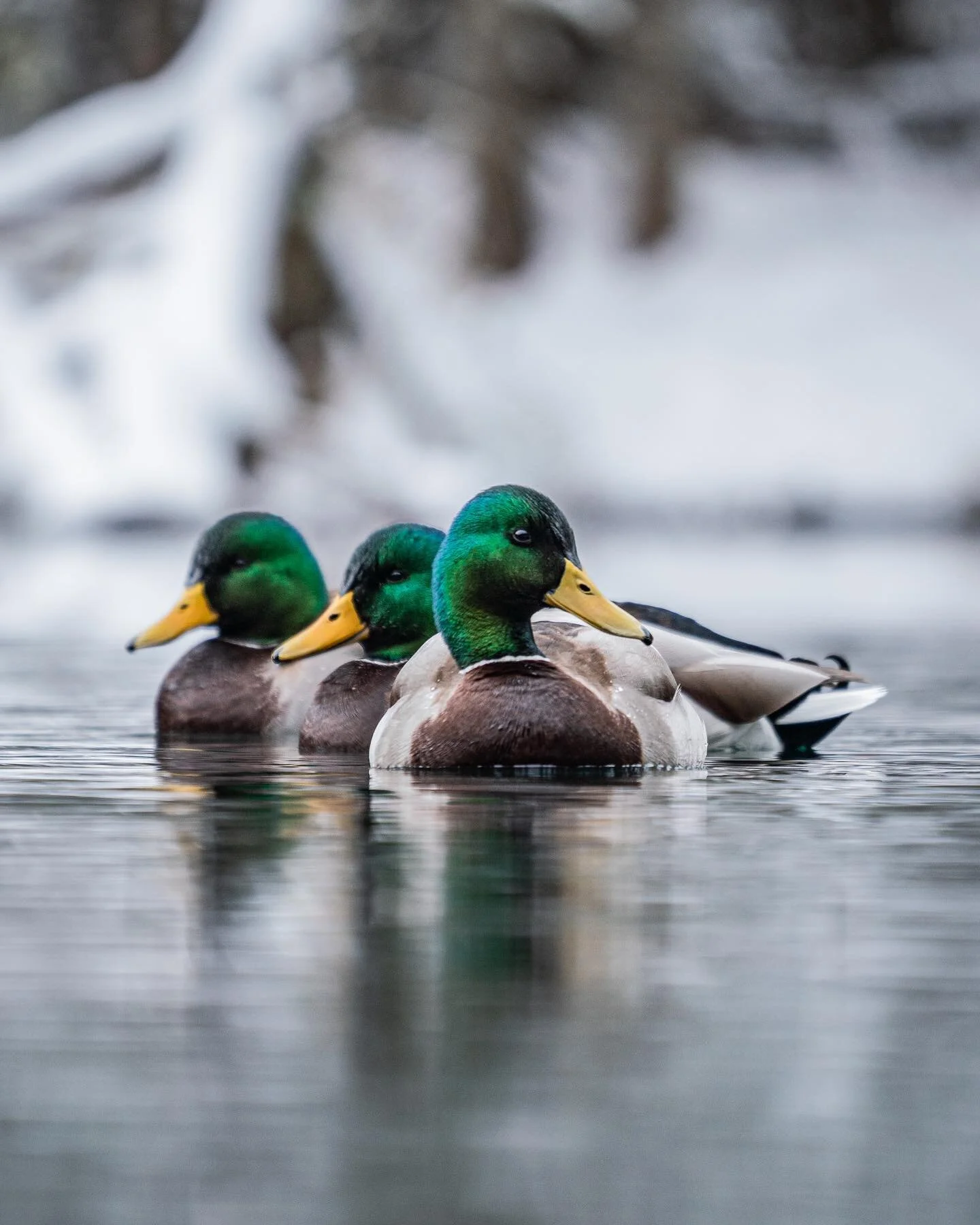 From all my travels I&rsquo;ve heard people call mallards by a different name. What do you call them? I use &ldquo;greenies&rdquo; as my slang word for them. 

#mallards #hunting #outdoors #hunting #waterfowl #hunt