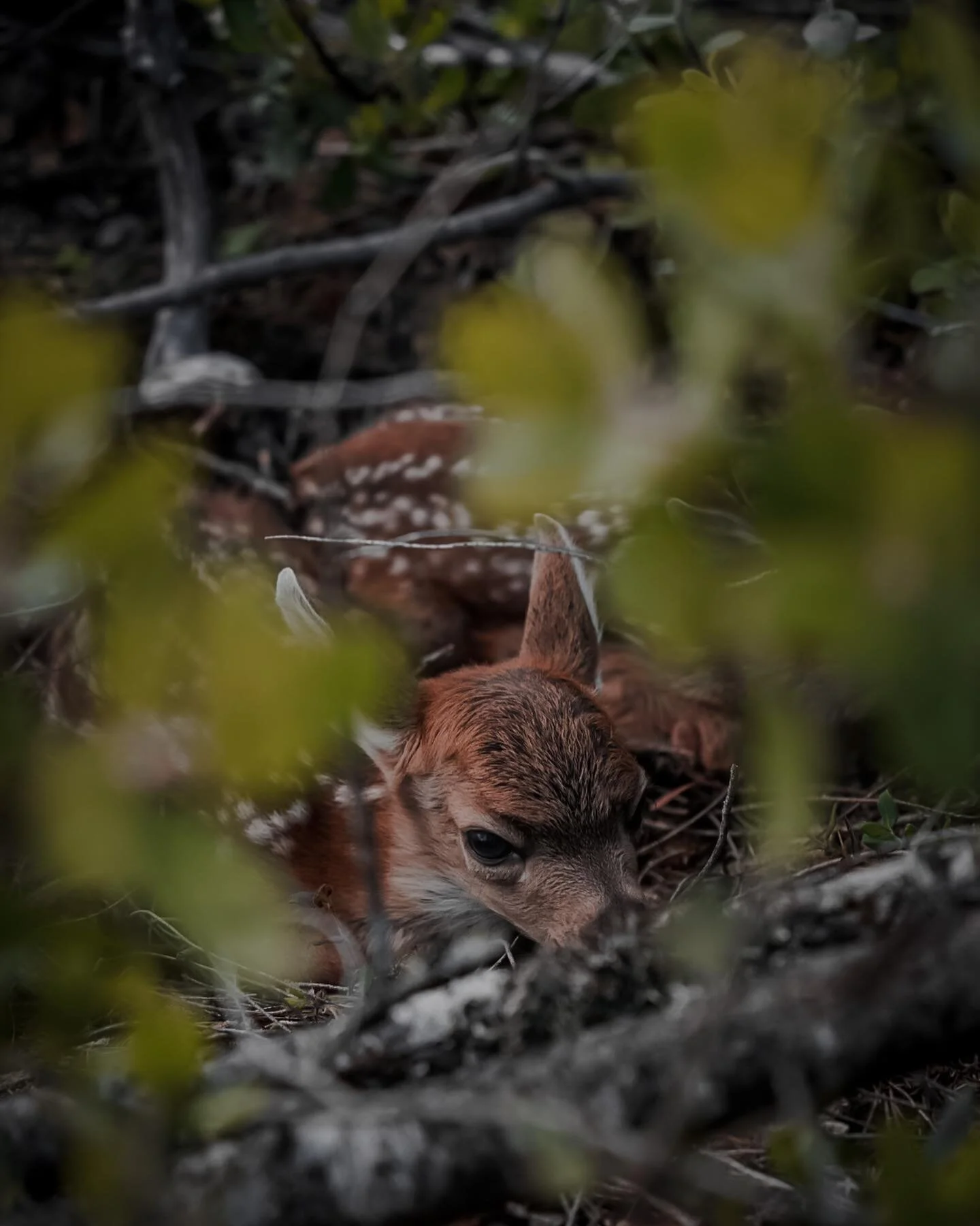It&rsquo;s that time of year. These two couldn&rsquo;t be more than a day old. 

Swipe to see. 

#nextgeneration #fawn #photography #mathewsarchery #easton #eastonarchery #blackgoldsights #vaportrail #lateseason #whitetail #bstinger  #tightspotquiver