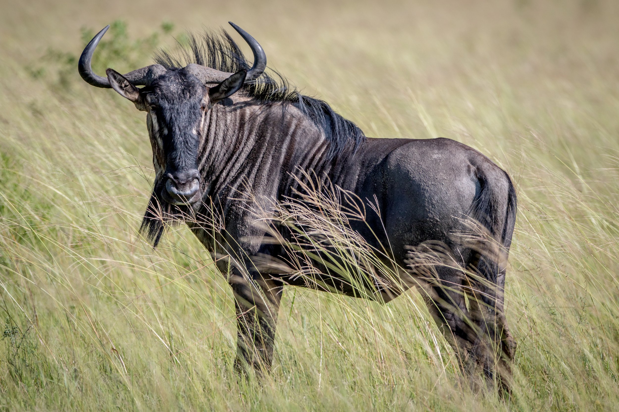 blue-wildebeest-standing-in-the-grass-2023-11-27-05-19-01-utc.jpg