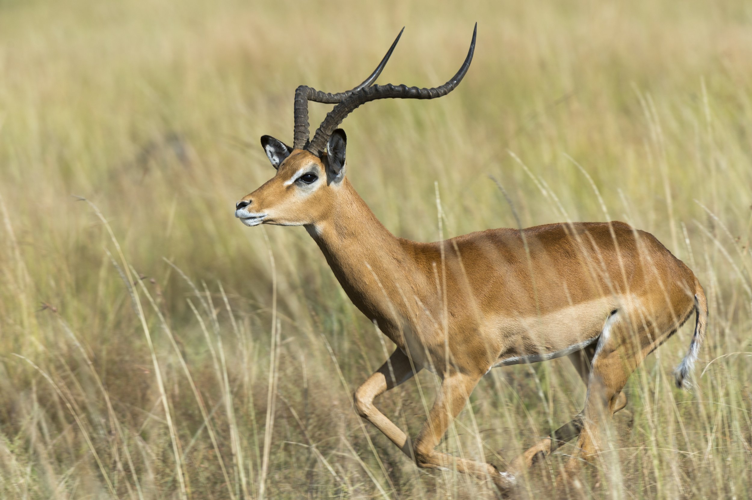 graceful-impala-in-motion-across-the-savannah-2024-07-03-21-56-47-utc.jpg