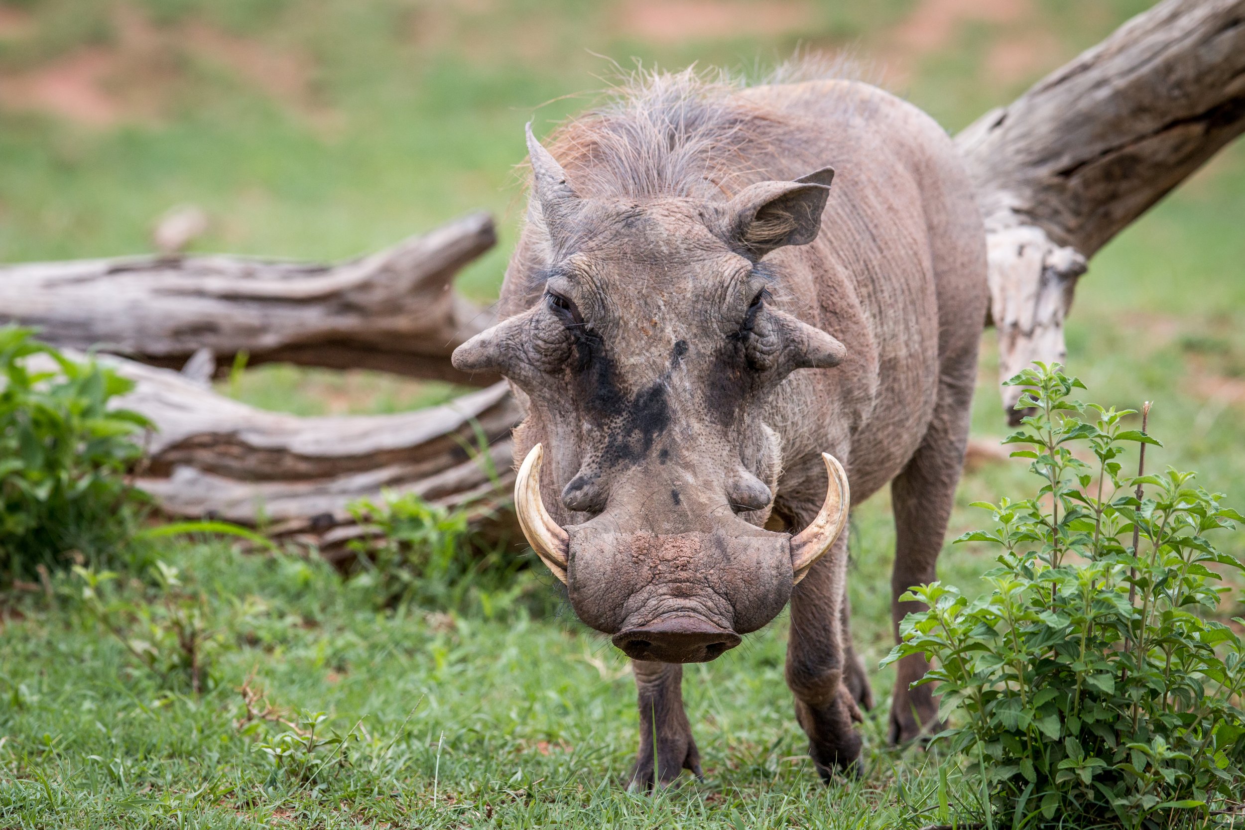 warthog-standing-in-the-grass-and-starring-2023-11-27-05-28-20-utc.jpg
