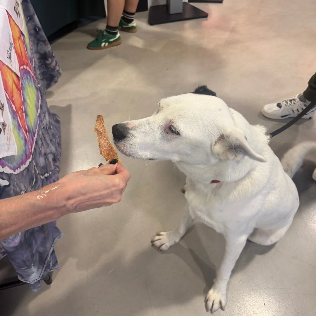 🐾 Dogs &amp; Bones &bull; Event Recap!

Big tail wags to @dogwalkersprerolls for helping bring our Dogs &amp; Bones event to life, and to every dog and human who came out to show love and support. We appreciate you!

Together, we were able to make a