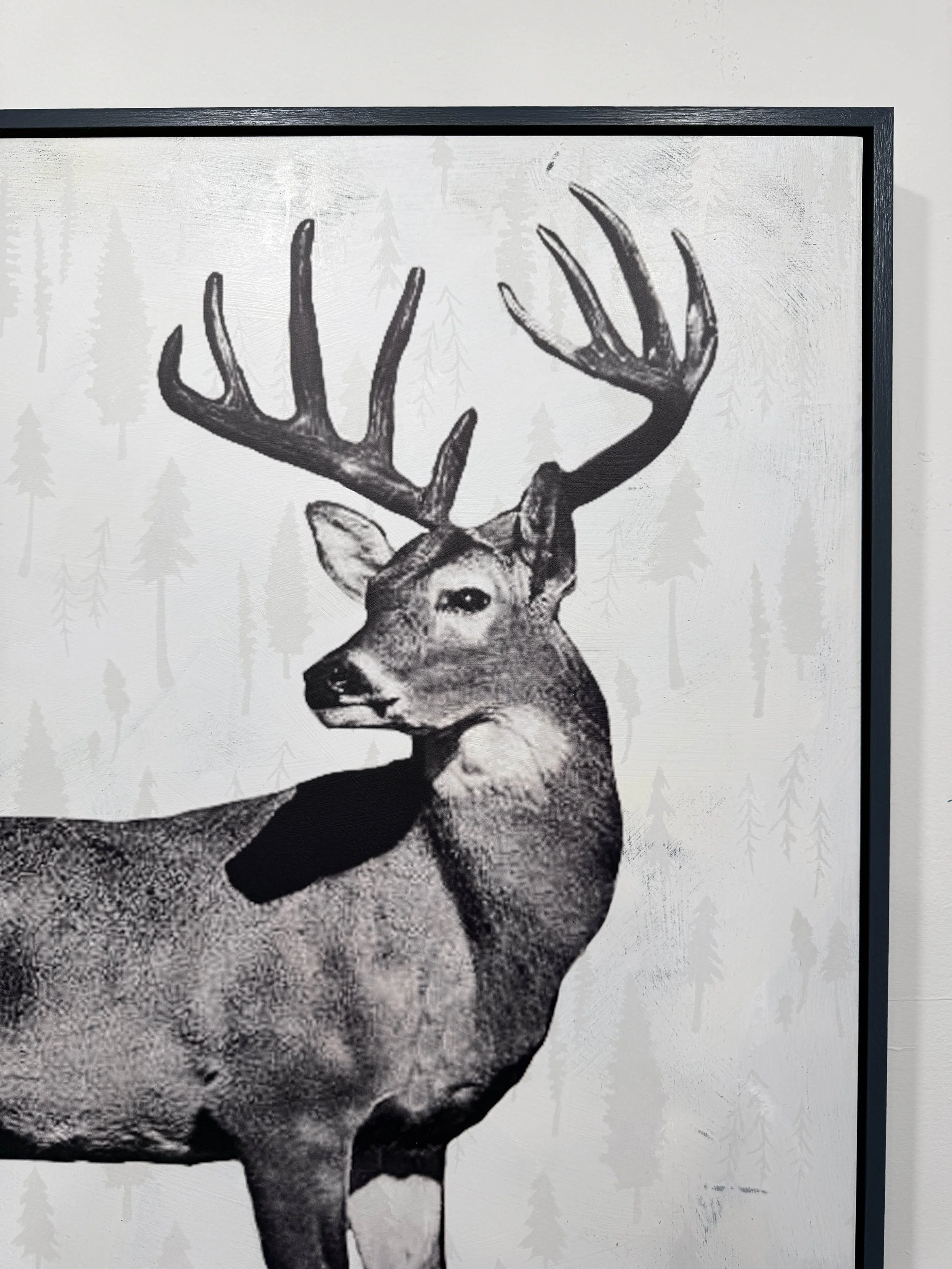 2. Wistful_Whitetail.JPG