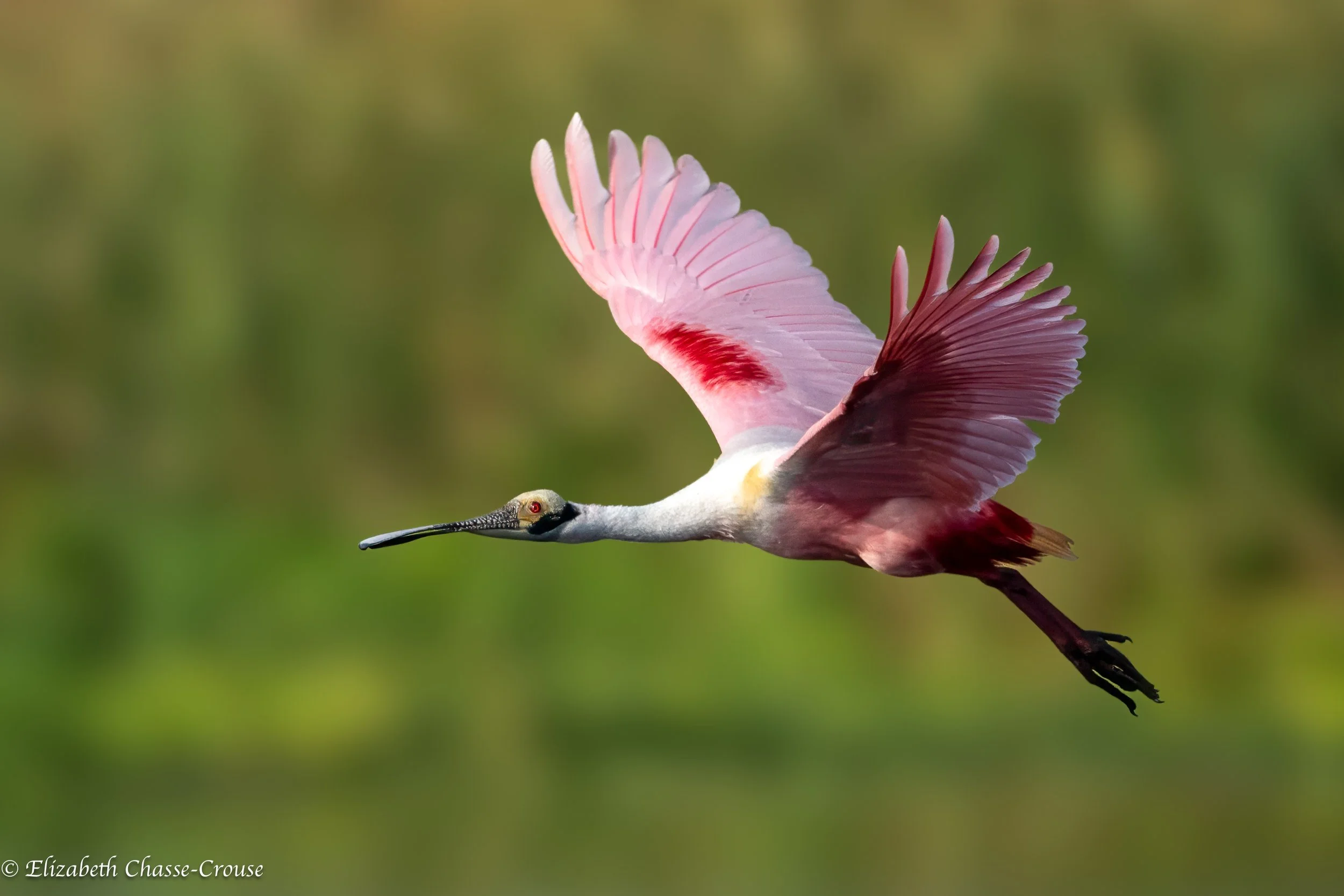 Roseatte Spoonbill Flying.jpg