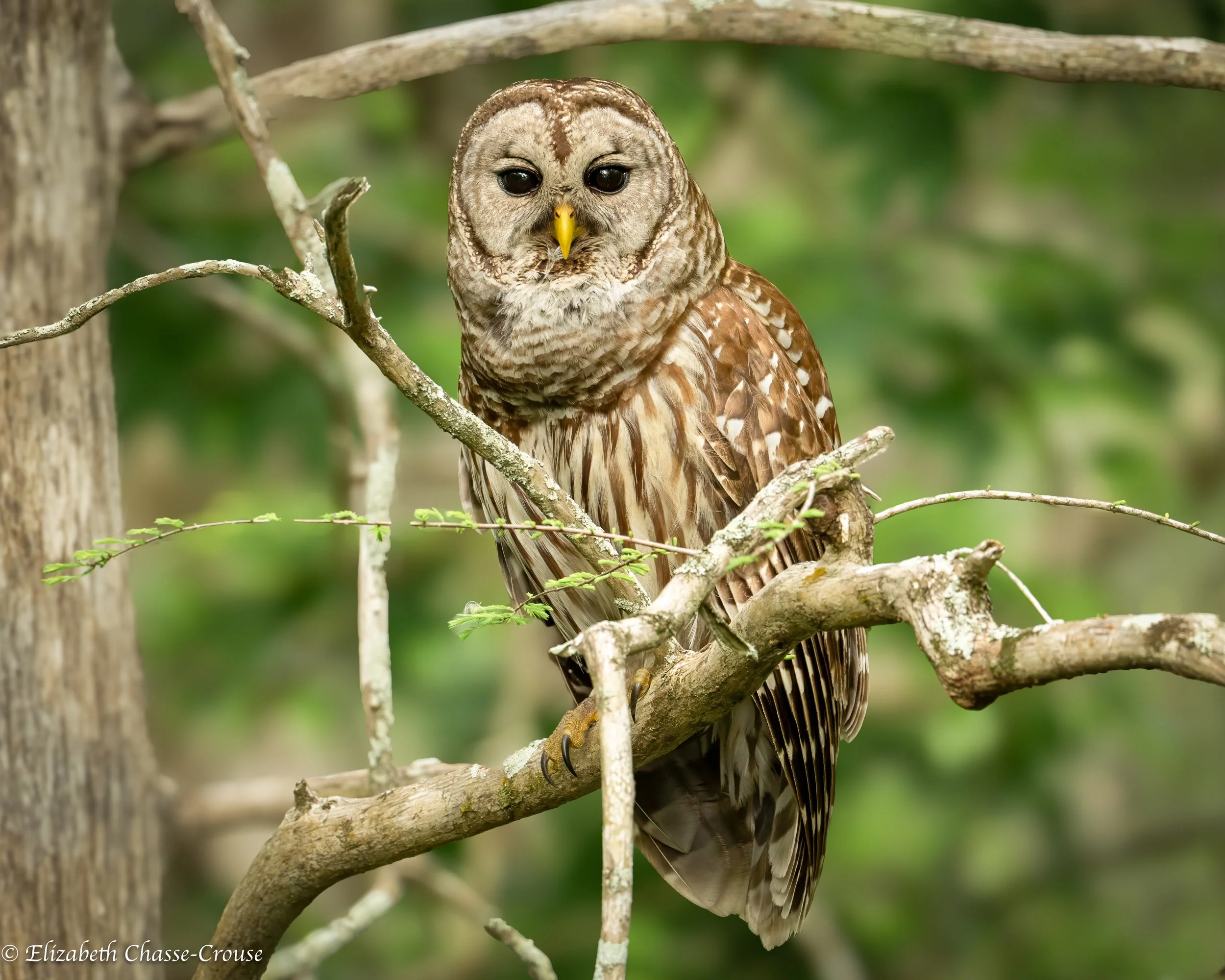 Barred Owl.jpg