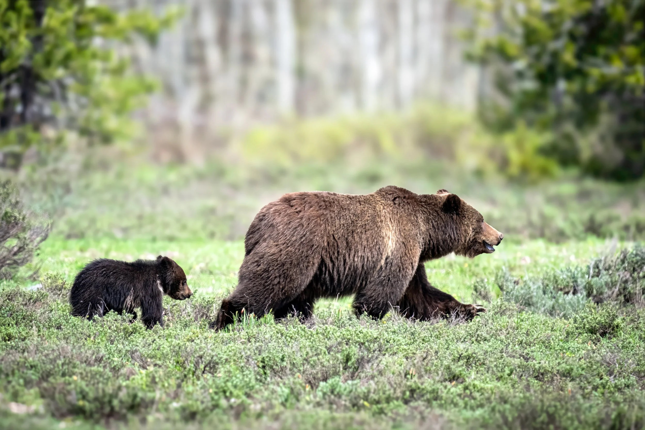 Greater Yellowstone Ecosystem