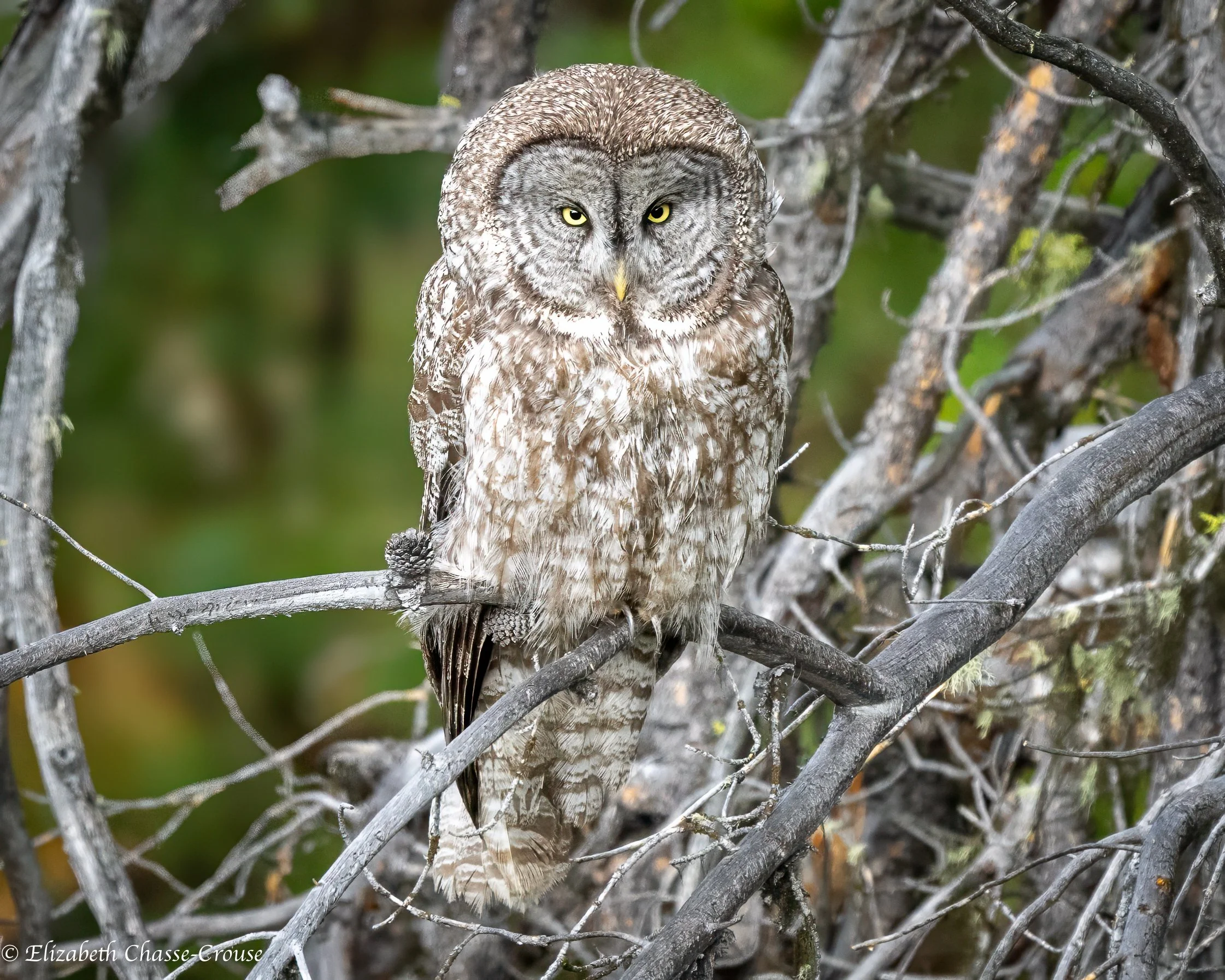 Great Gray Owl in Tree.jpg