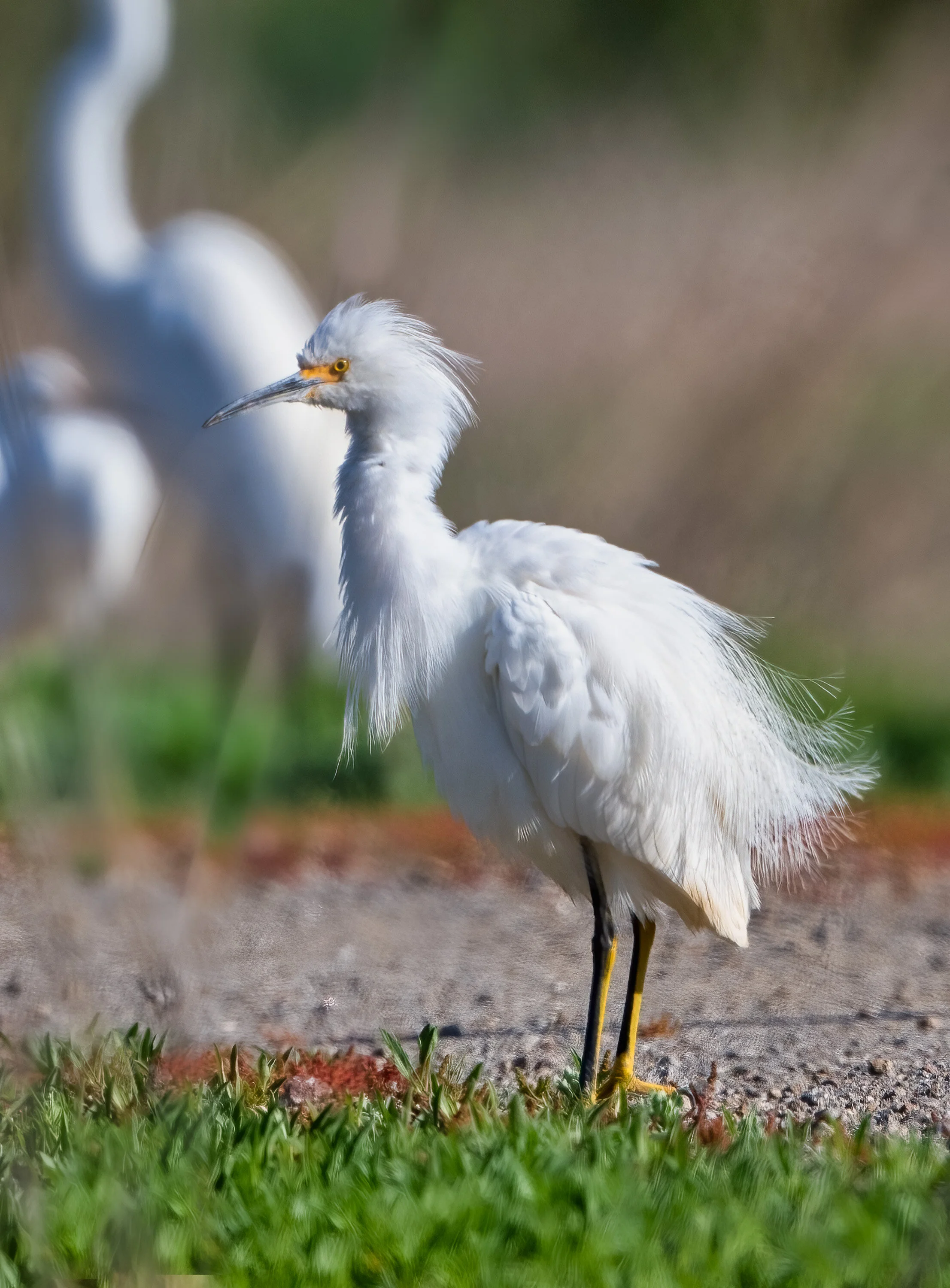 Egret, CA