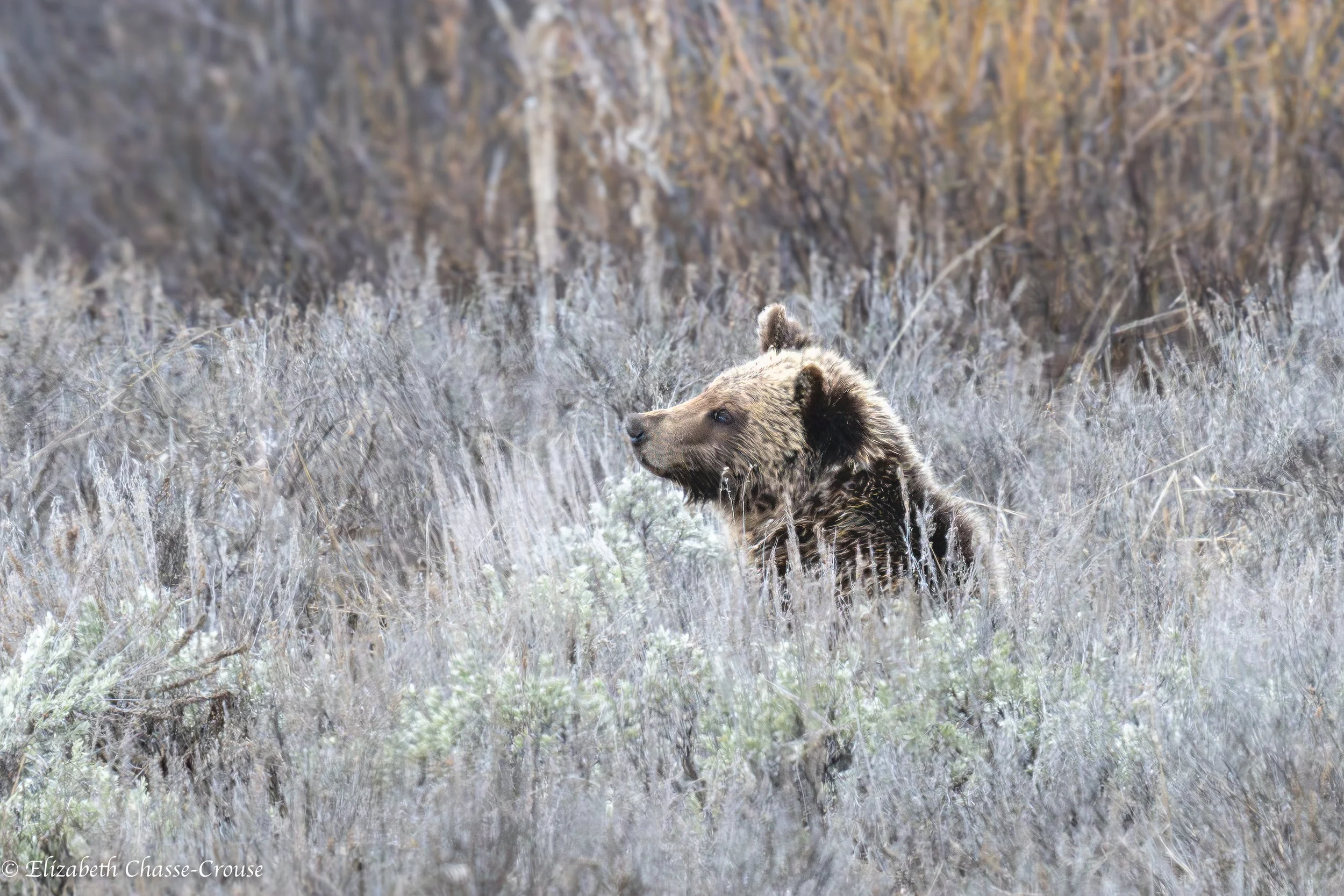610 cub sitting GT.jpg