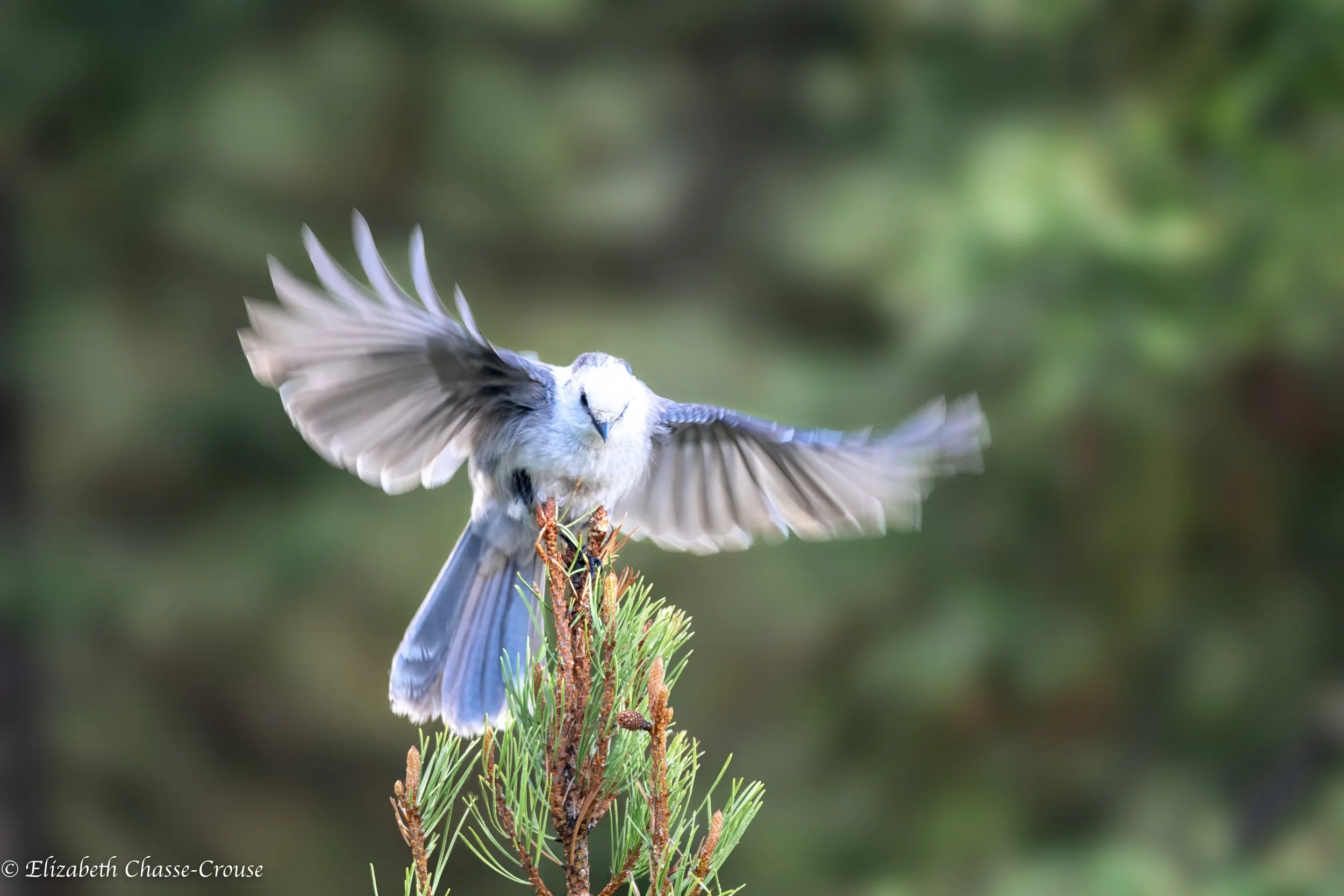 Mountain Blue Bird GT.jpg