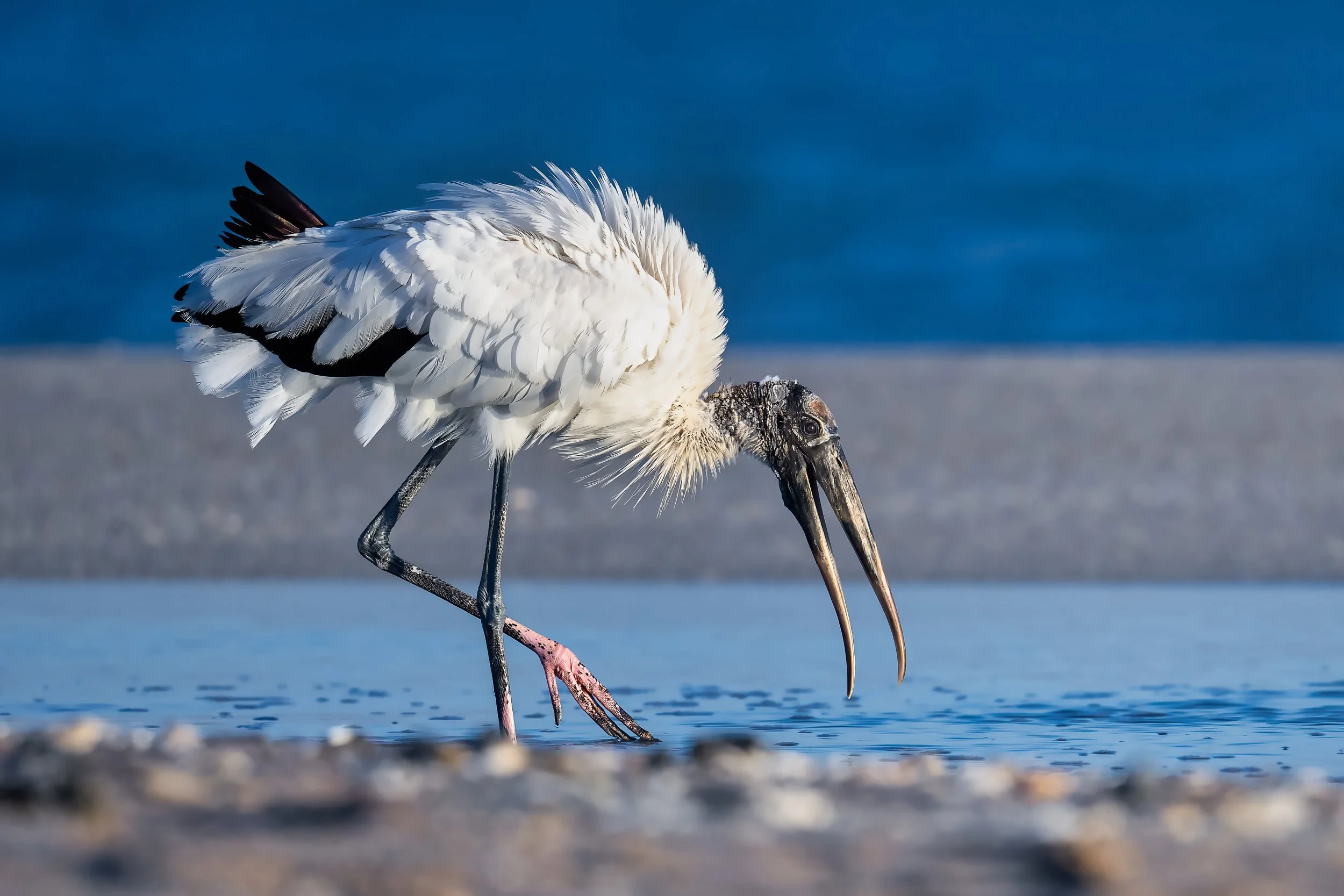 Wood Stork November 20 2025 on beach.jpg