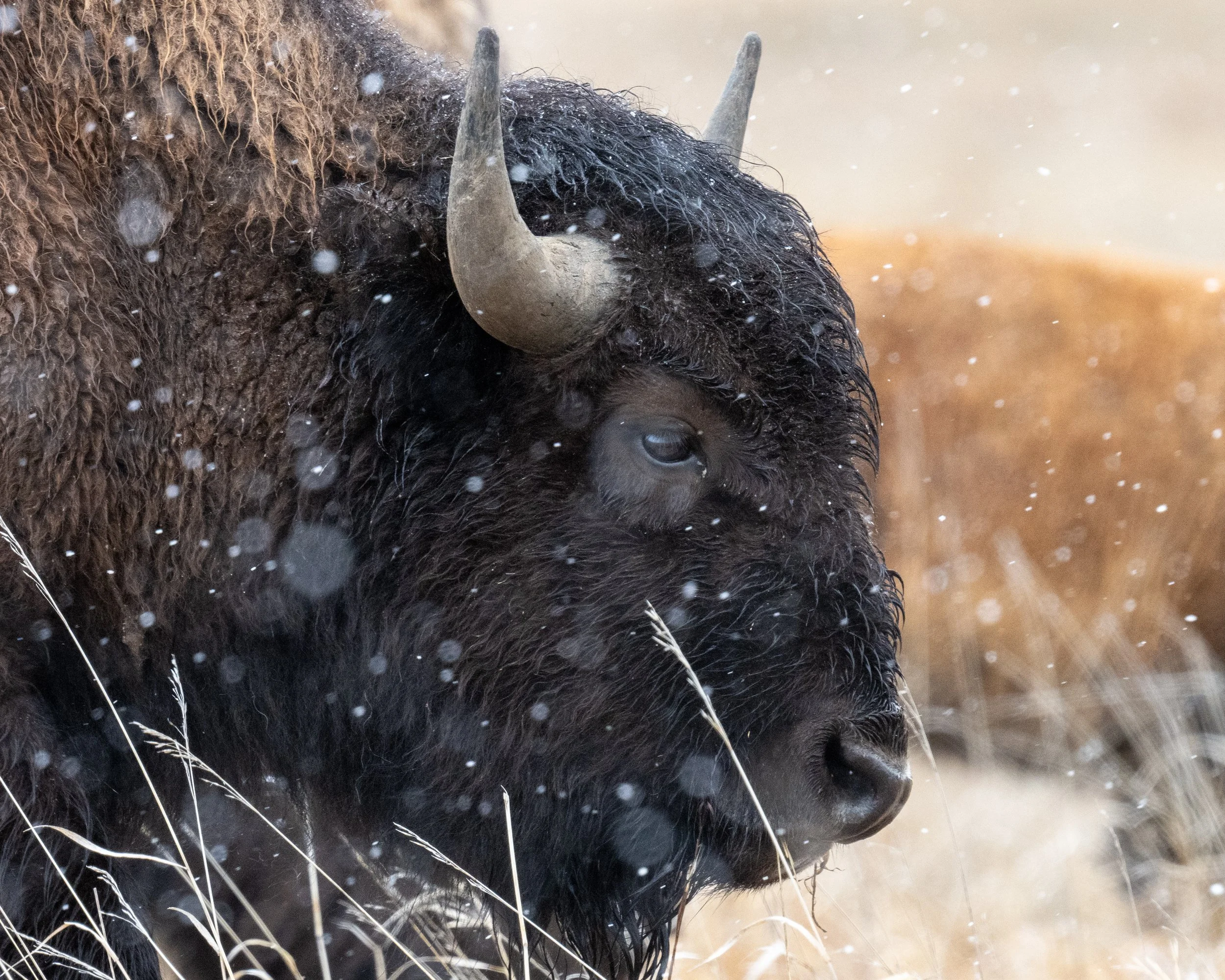 Bison sideways.jpg