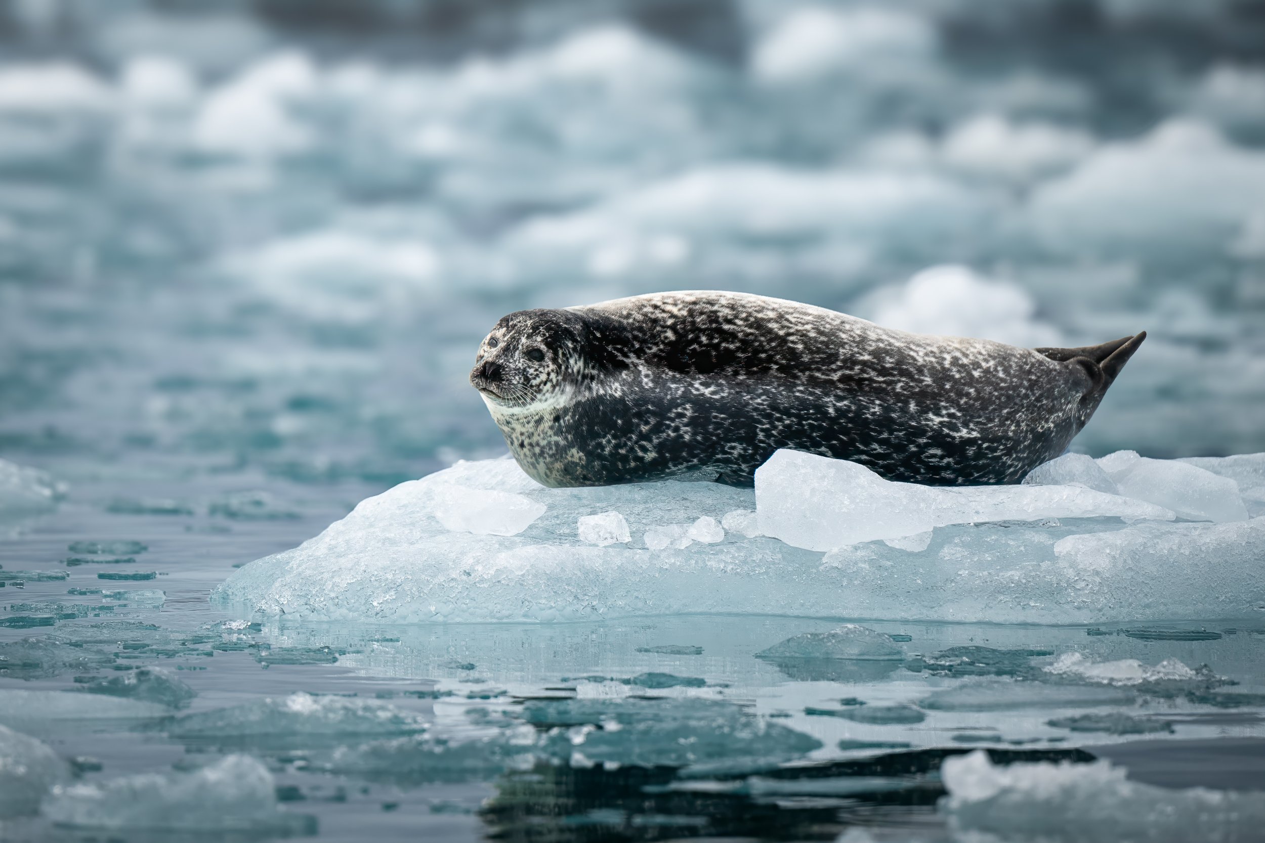 Seal Iceland for Wall Frame.jpg