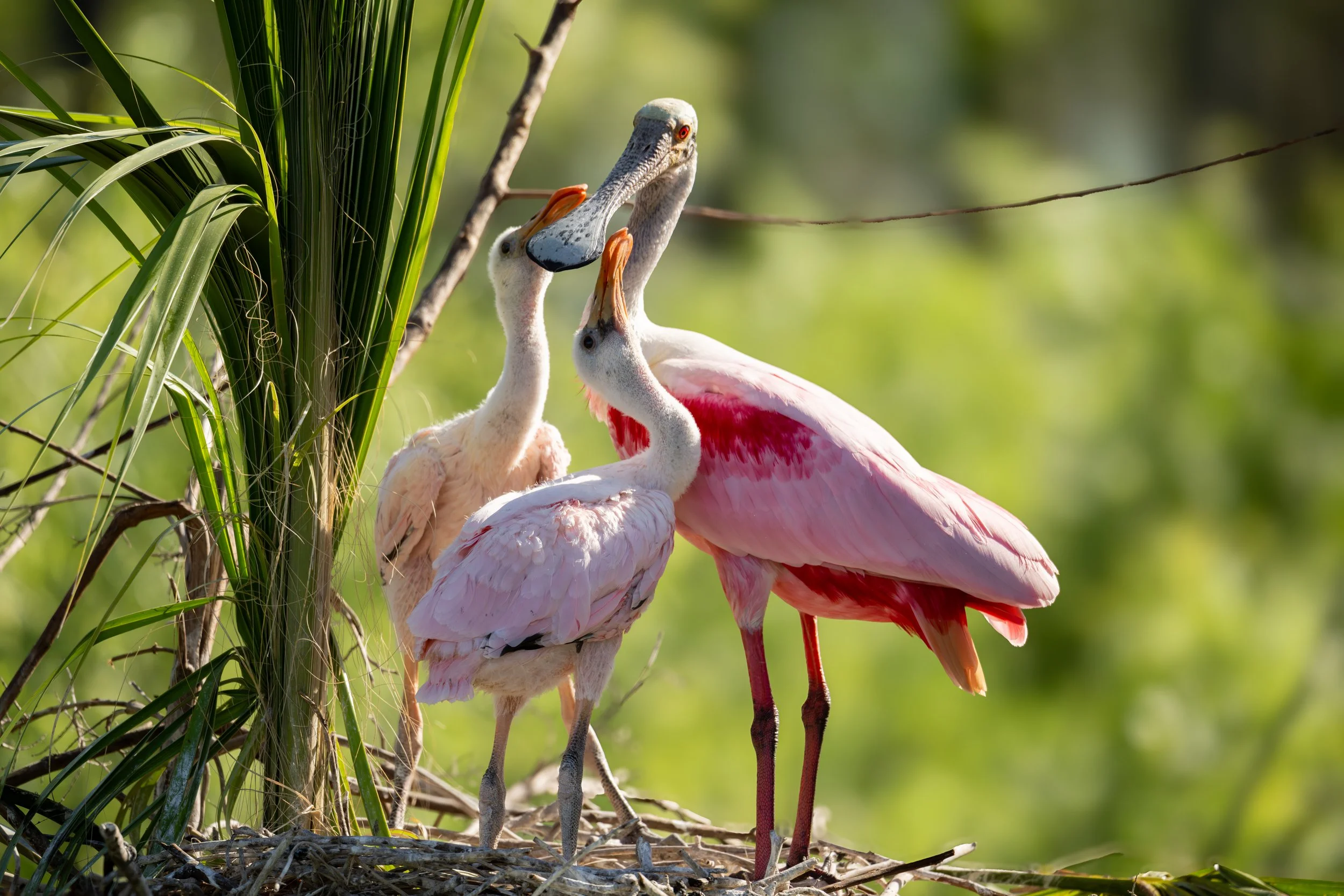 Roseate Spoonbill with Teaspoons.jpg