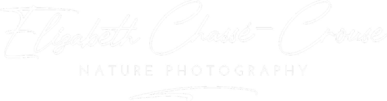 ECC Nature Photography