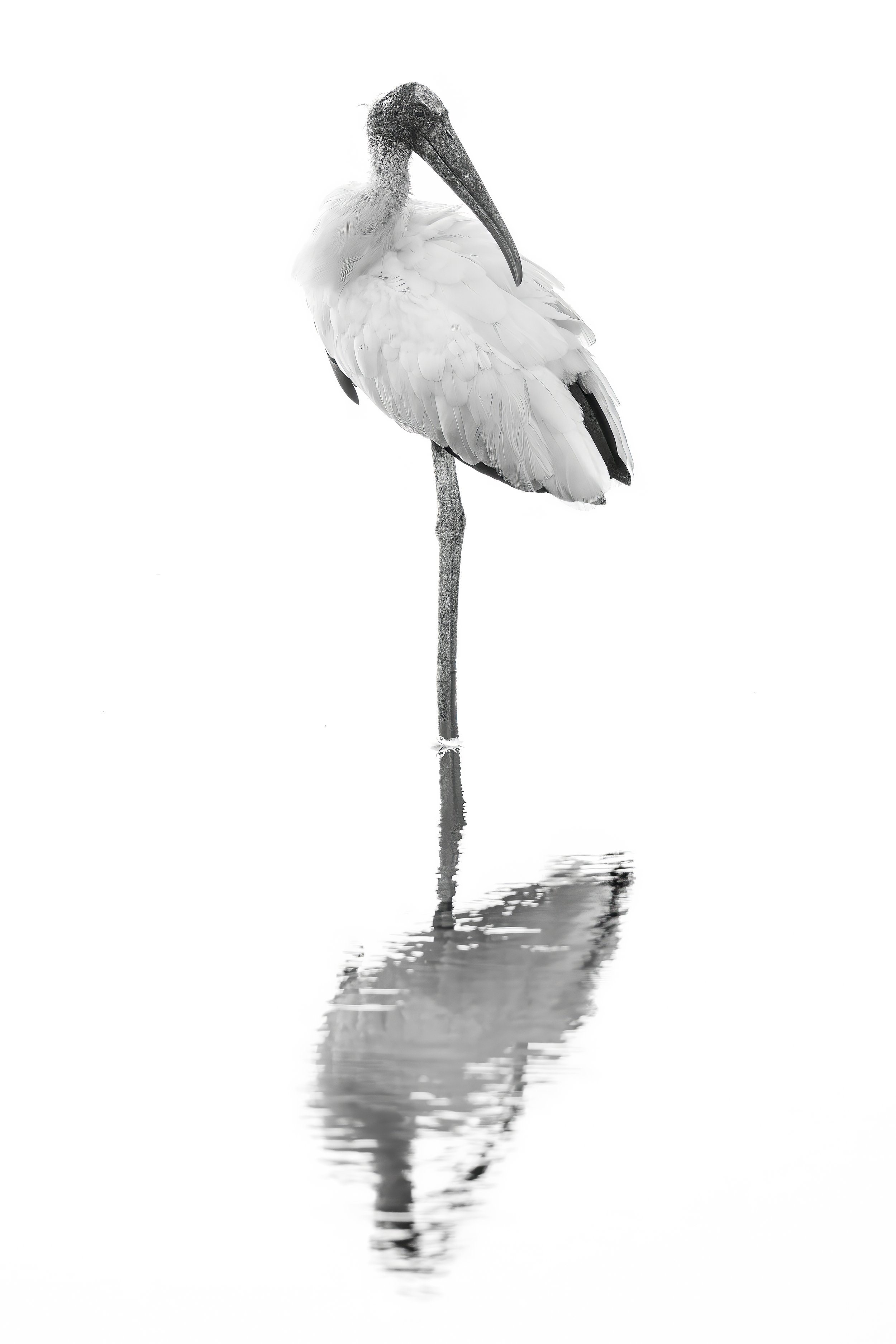 High Key Stork B&W.jpg