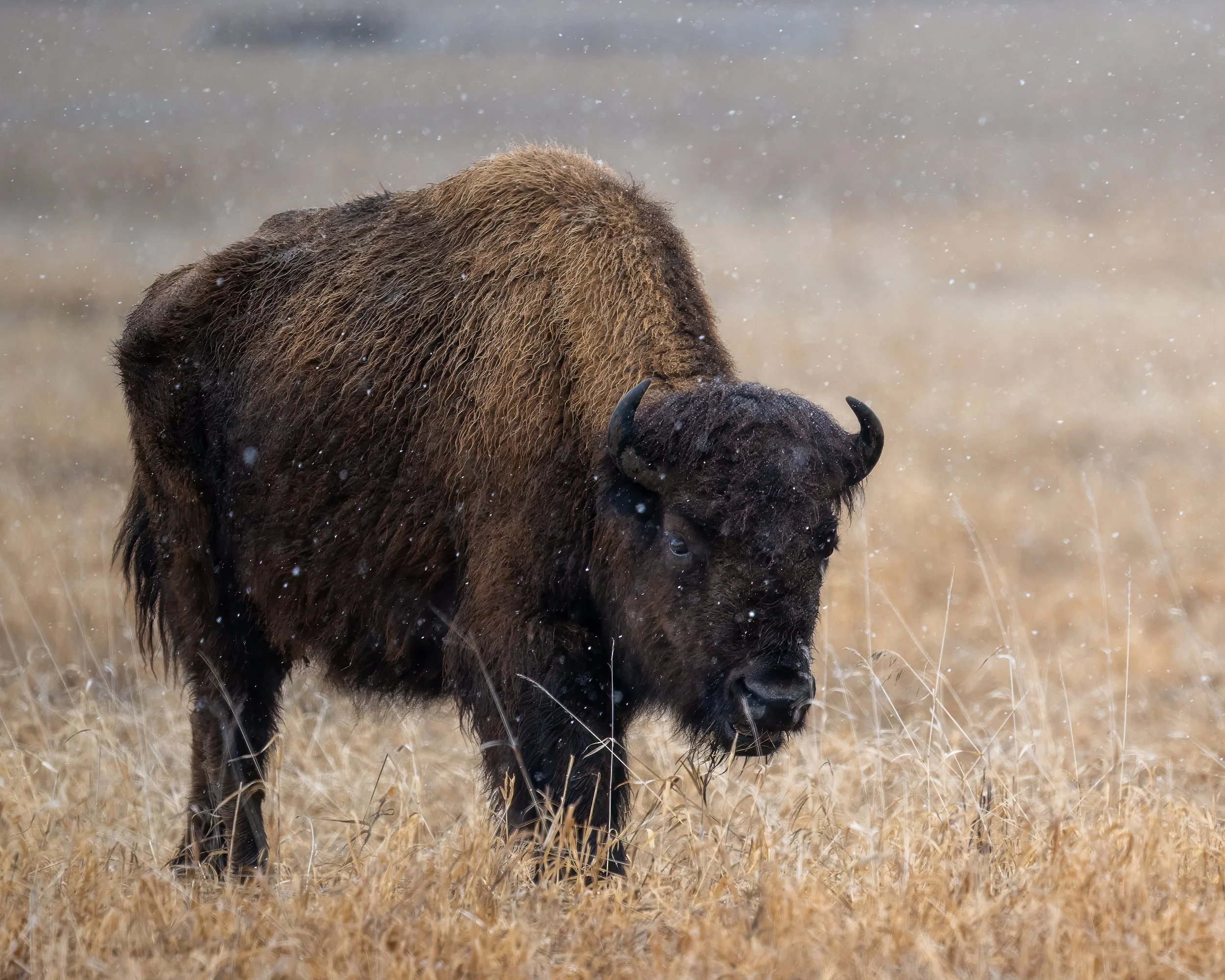 TNP Bison 5-6-24.jpg