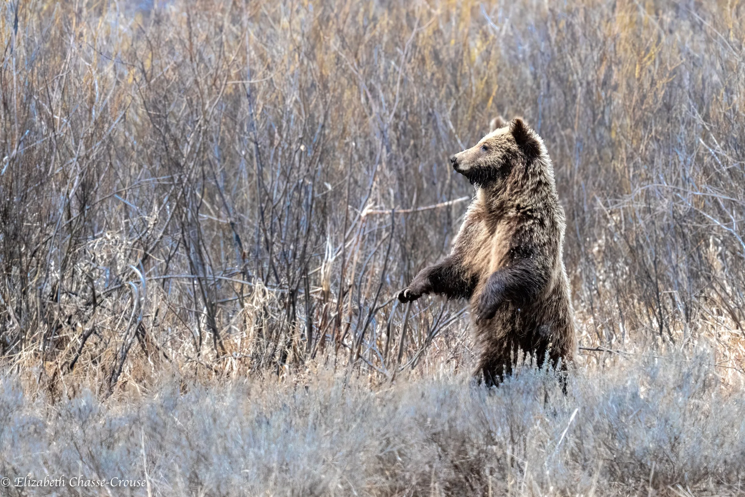 610 cub standing GT.jpg