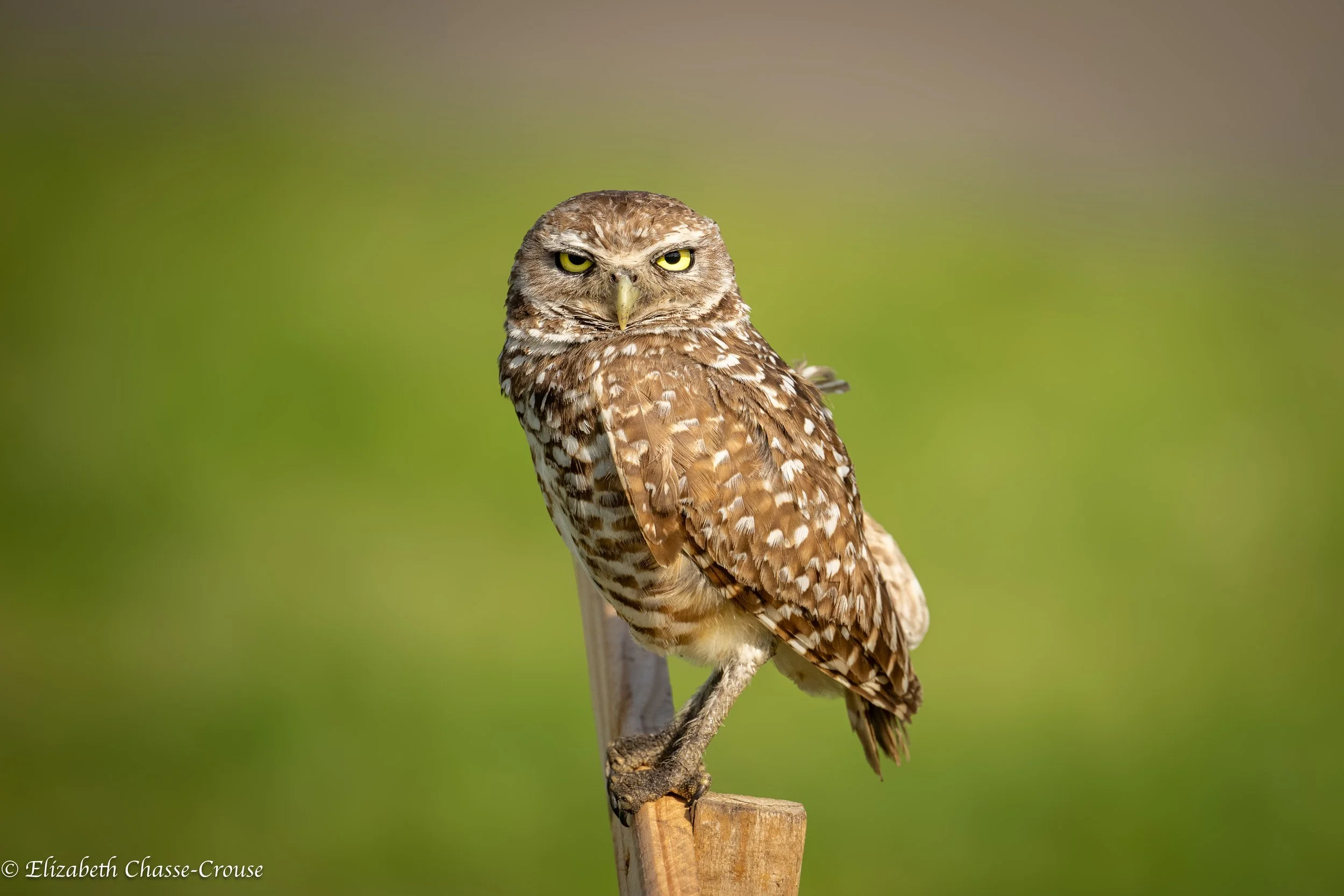 Burrowing Owl on Post.jpg