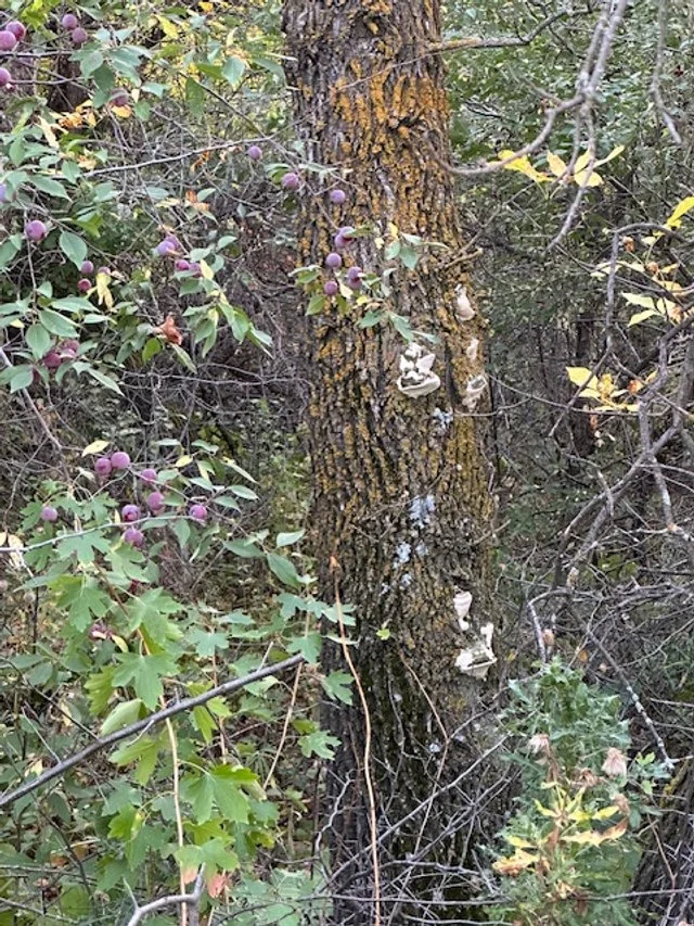 IMG_3694.jpg