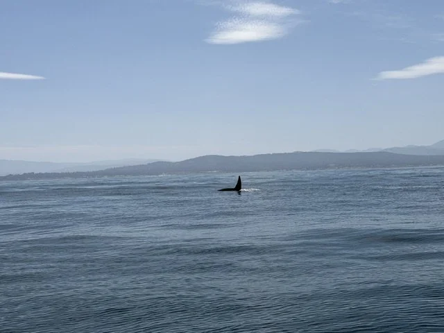IMG_0067.jpeg