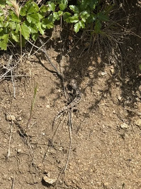 IMG_0076.jpeg