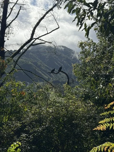 IMG_0119.jpeg