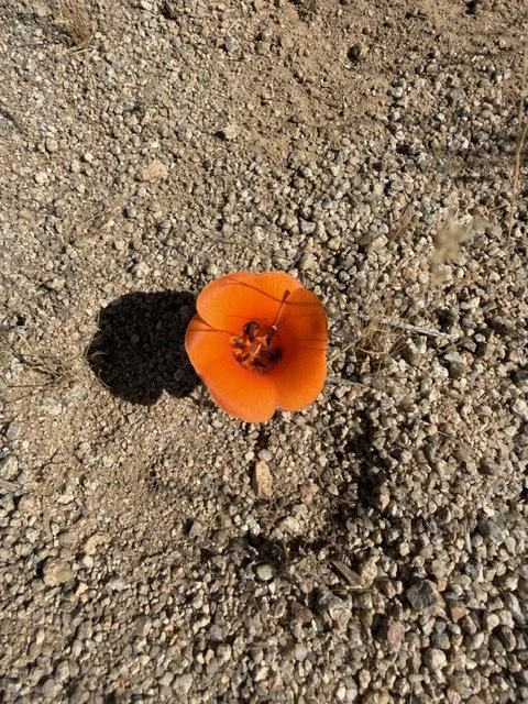 IMG_0205.jpeg