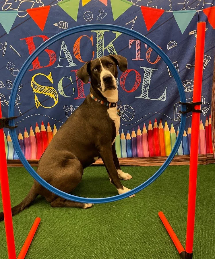 rita-bark to school gym 8-17-2026 #7.JPG