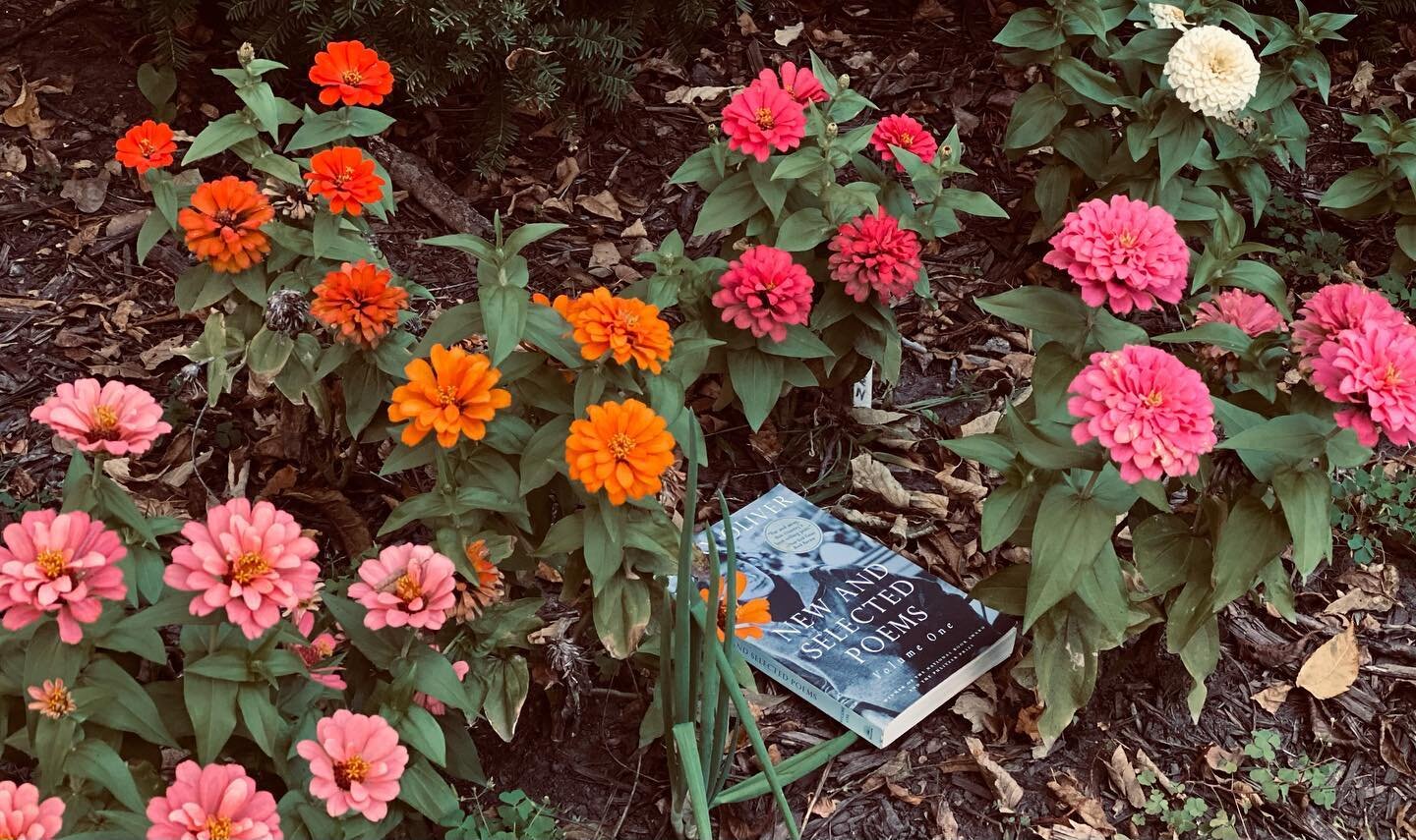 New mini-blog post! 3 poems I can&rsquo;t stop thinking about (again). https://www.ashortgirl.com/a shortlist/blog. ✍️📝📖#ashortgirl