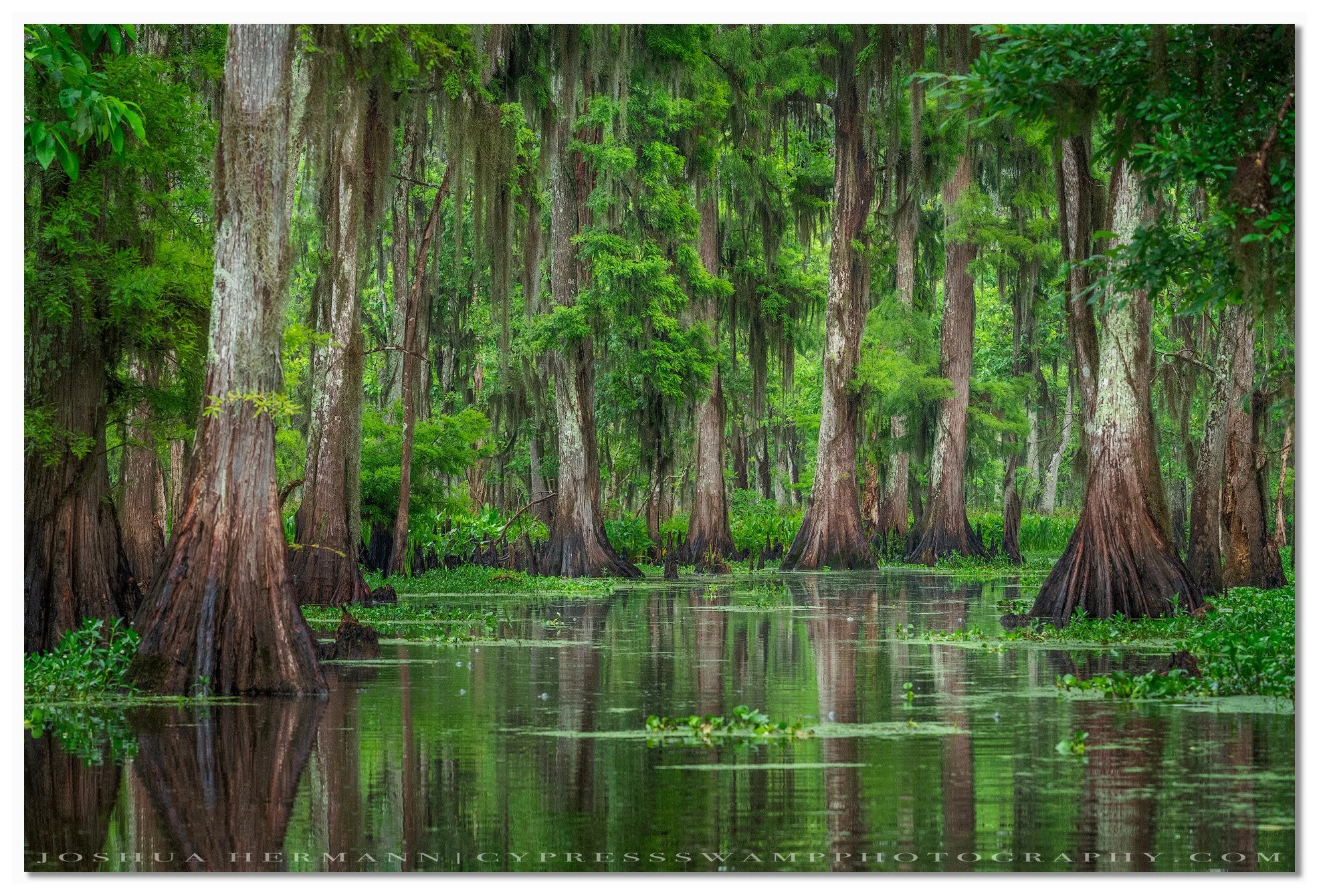 dense green backwaters of manchac swamp