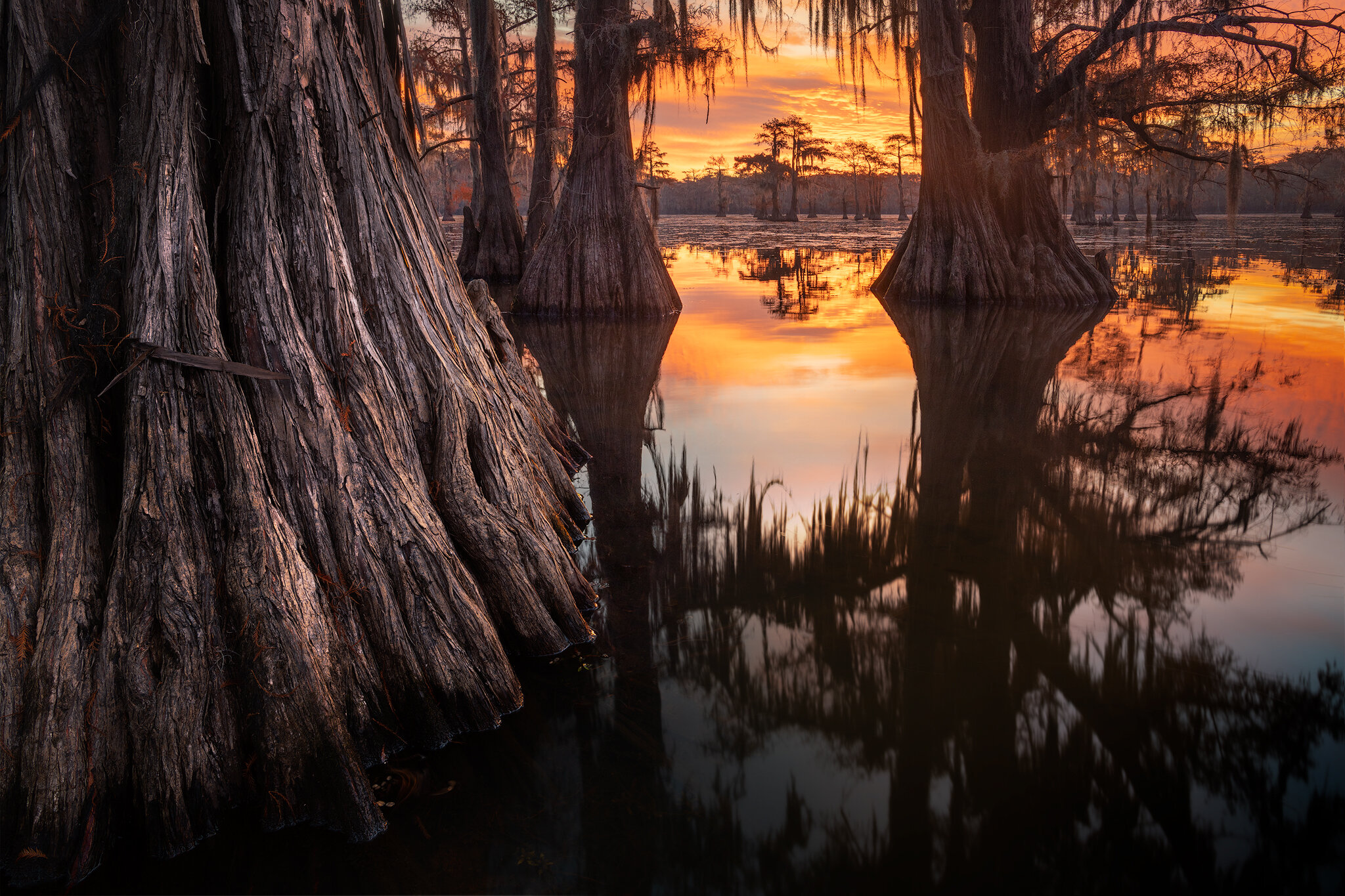 Louisiana_Caddo-Lake20191119DSC_2060-Edit-2-copy.jpg