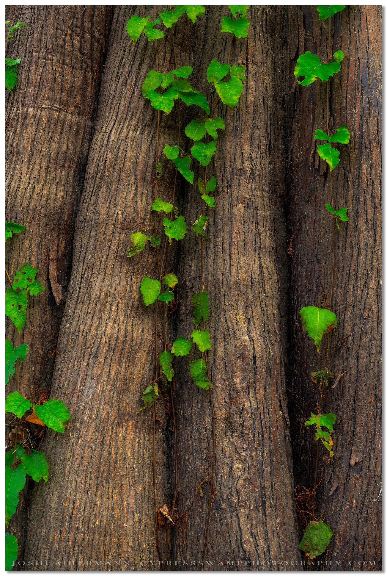 Cypress Detail