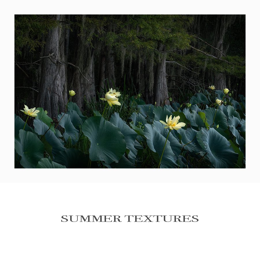 Summer Textures 1200 copy.jpg