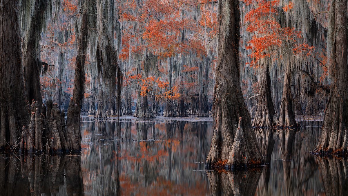 Fall Swamp Scenes