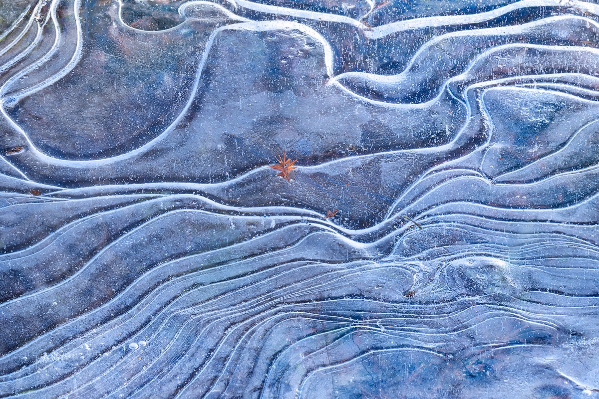 Cypress Ice Detail