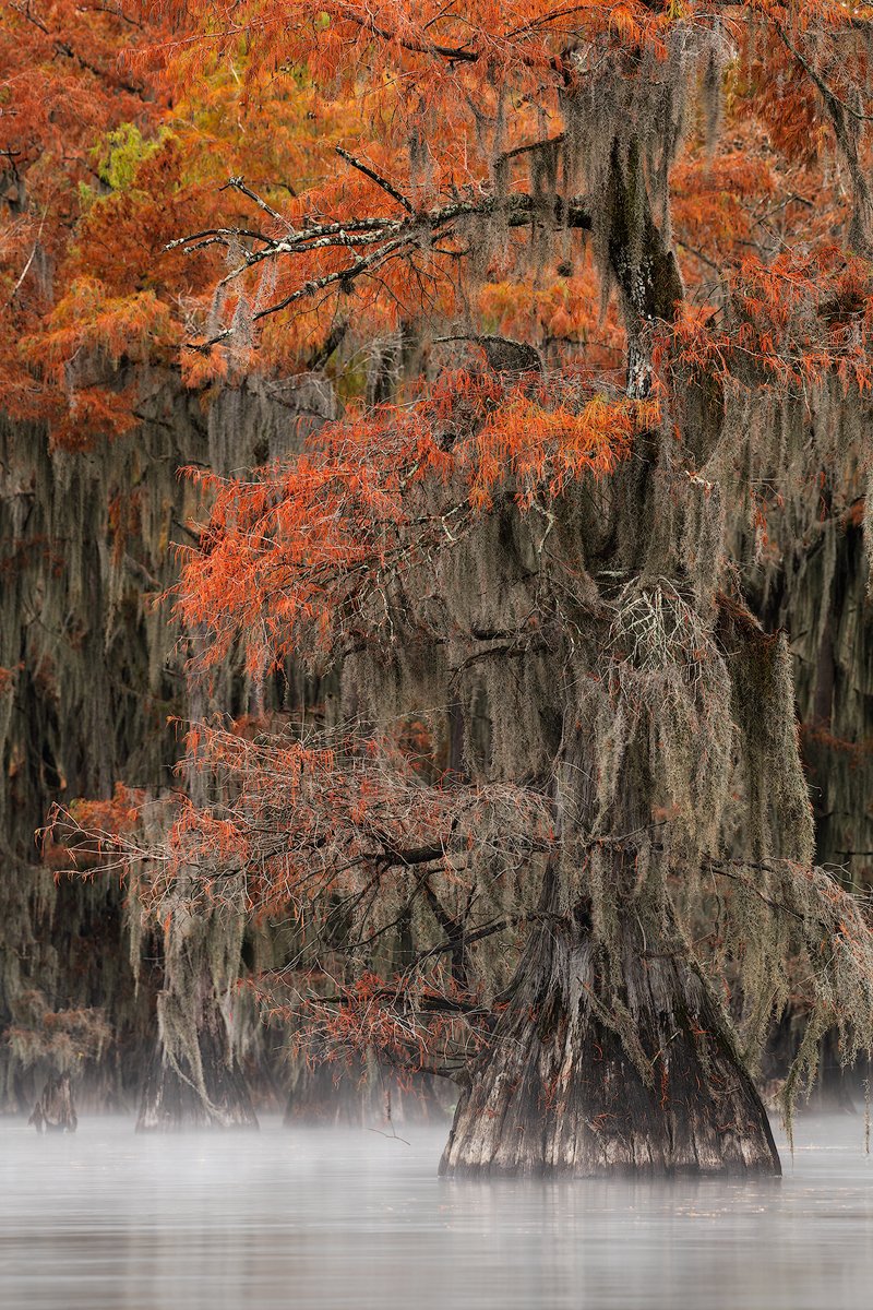 Portrait Of A Tree