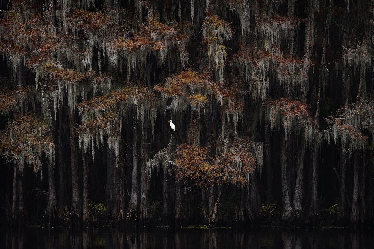 Egret Artist