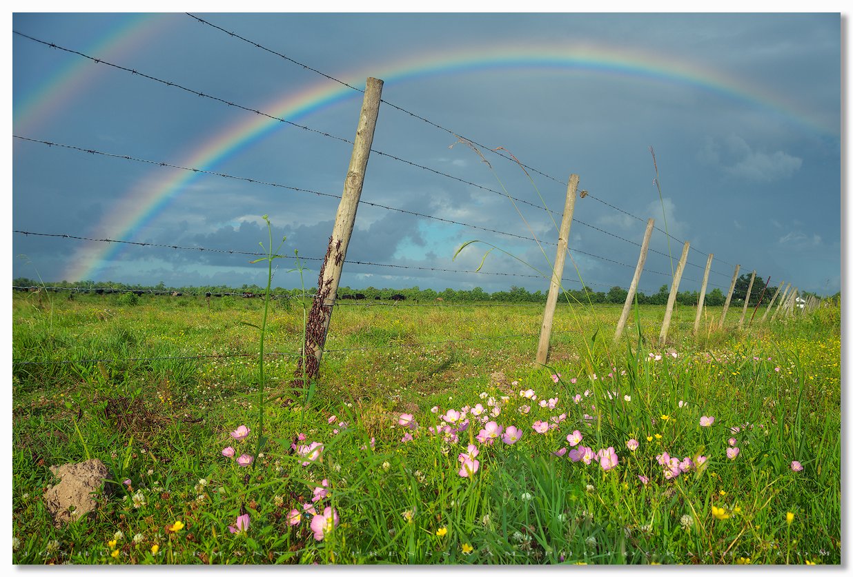 Wildflowers_Meraux Field_June 2013_0927-Edit copy.jpg