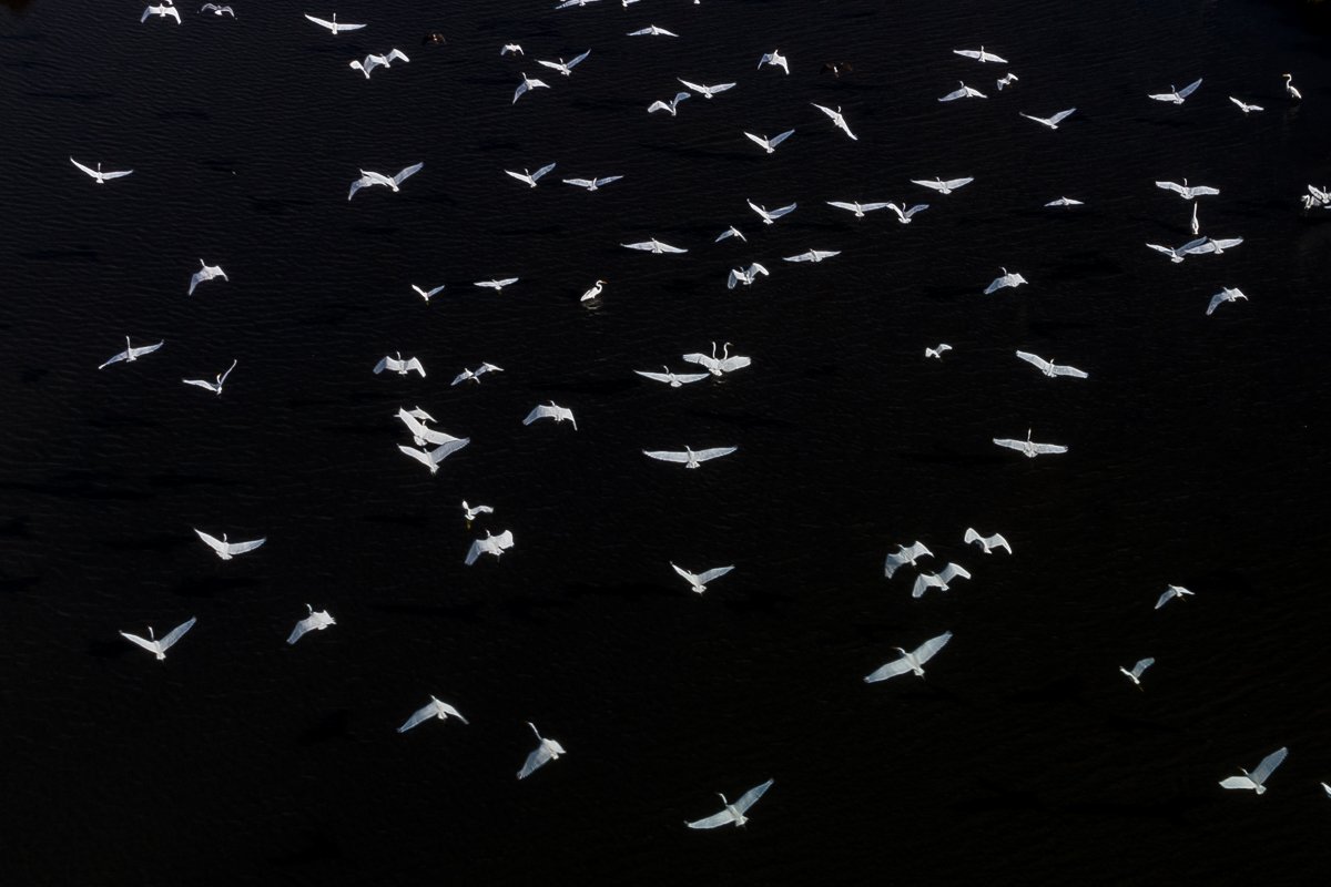 egret aerial.jpg